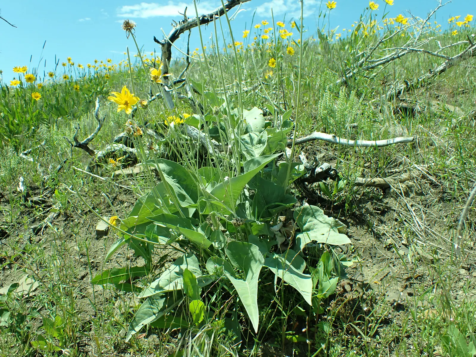 Arrowleaf Balsamroot. (Balsamorhiza Sagittata) — Arrowleaf Balsamroot is an excellent choice for xeriscaping and requires minimal irrigation once established
