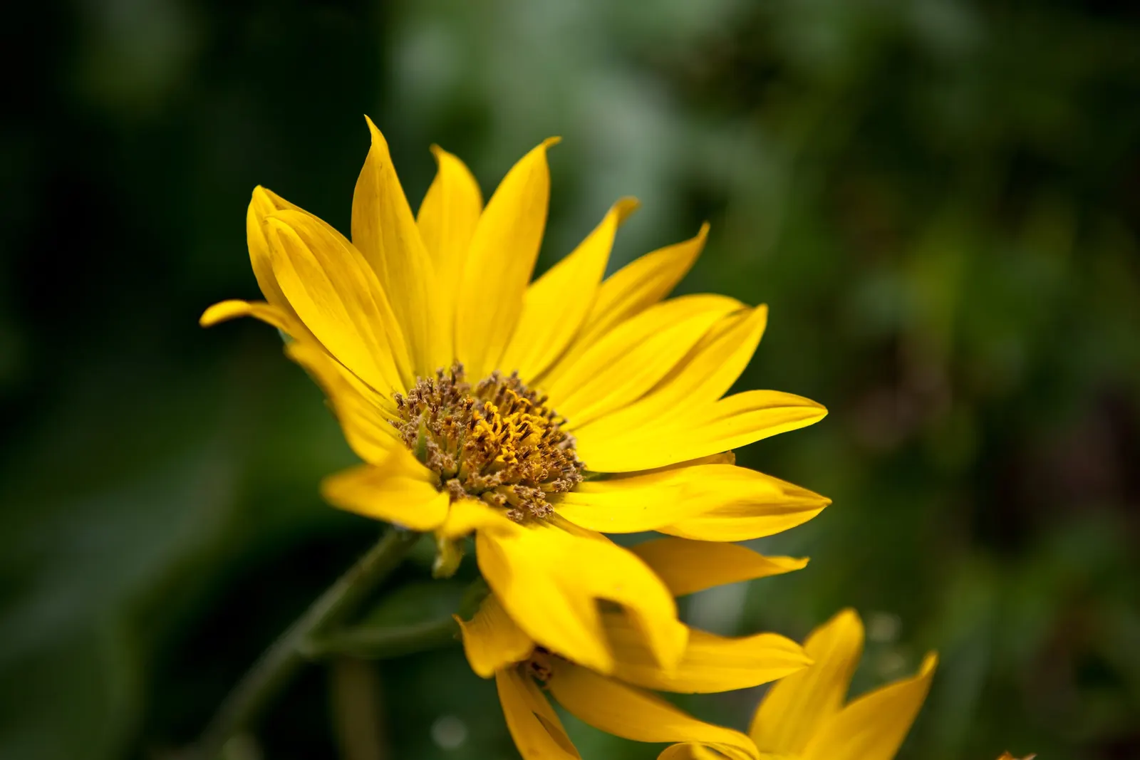 Arrowleaf Balsamroot. (Balsamorhiza Sagittata) — it does not tolerate transplanting well due to its deep taproot system; ideal for xeriscaping, it blooms in