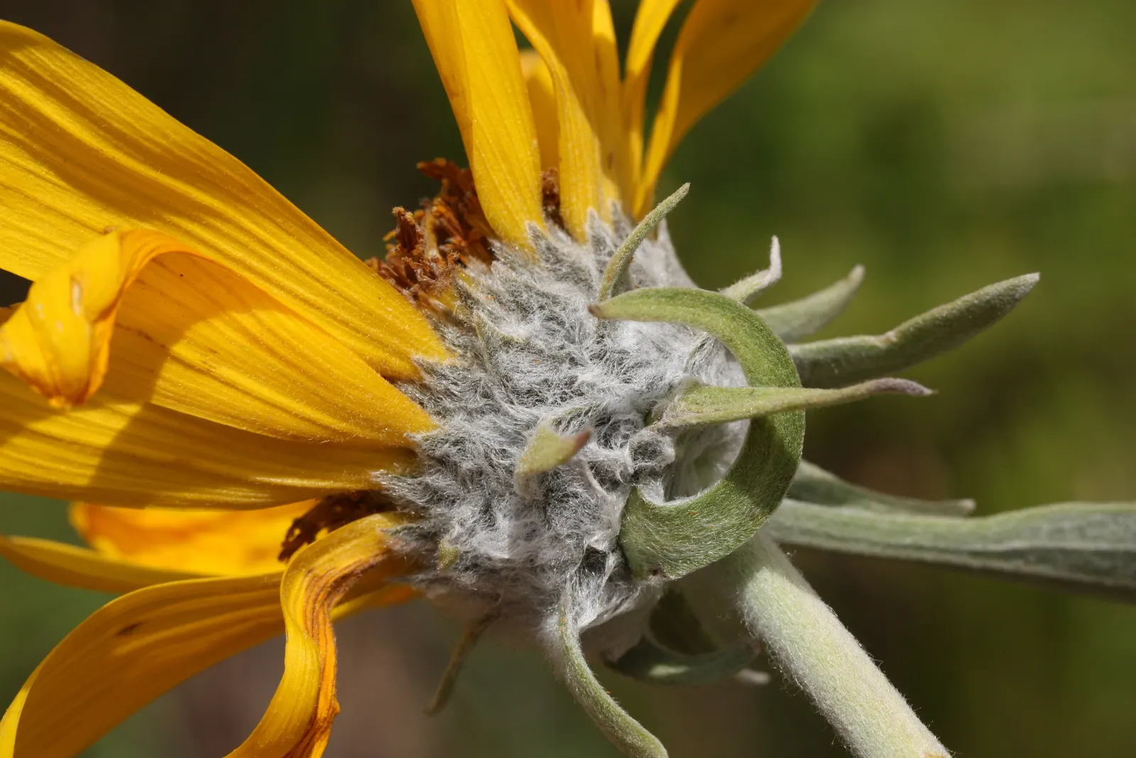 Arrowleaf Balsamroot. (Balsamorhiza Sagittata) — The leaves can grow up to a striking 12 inches long and 6 inches wide.<br><br>As a drought-tolerant species