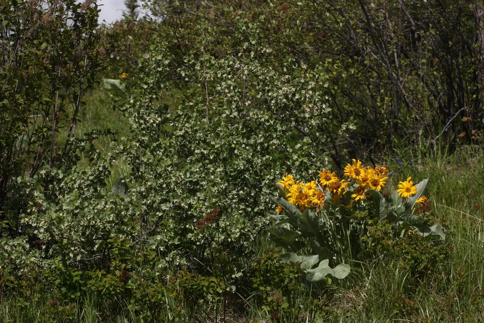 Arrowleaf Balsamroot. (Balsamorhiza Sagittata) — When incorporating this plant into landscaping designs; scientifically known as Balsamorhiza, image 83