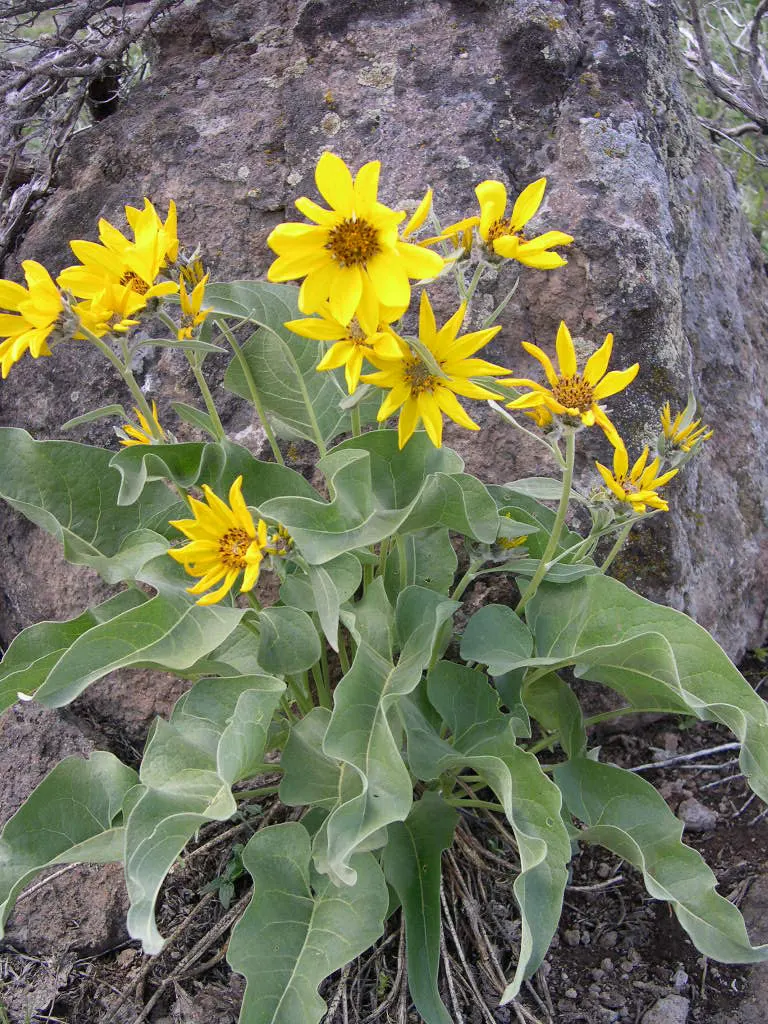 Arrowleaf Balsamroot. (Balsamorhiza Sagittata) — thriving in full sun and well-drained soils; sunflower-like blooms that typically emerge from, image 92