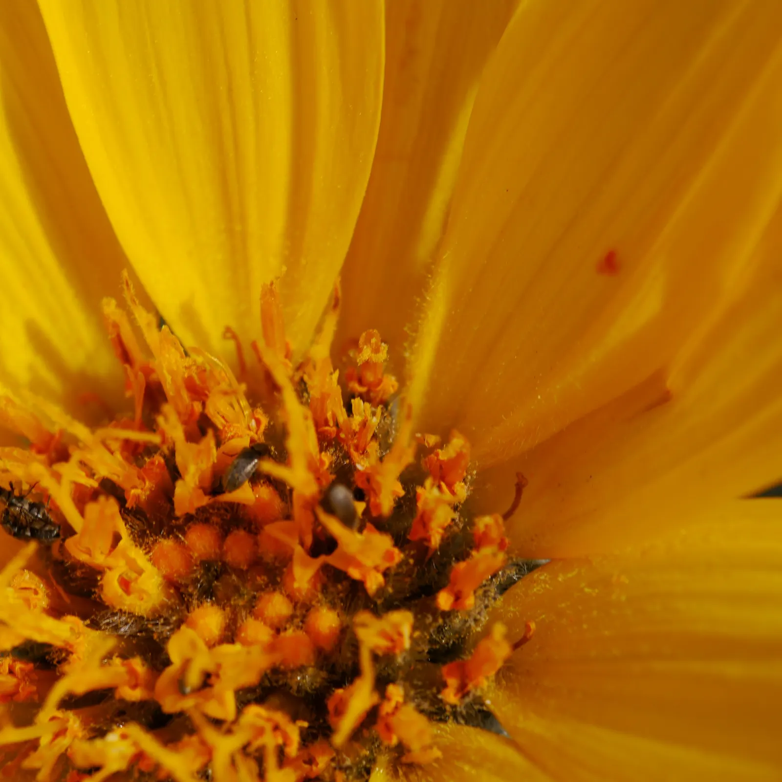 Arrowleaf Balsamroot. (Balsamorhiza Sagittata) — thriving in full sun and well-drained soils; sunflower-like blooms that typically emerge from, image 62