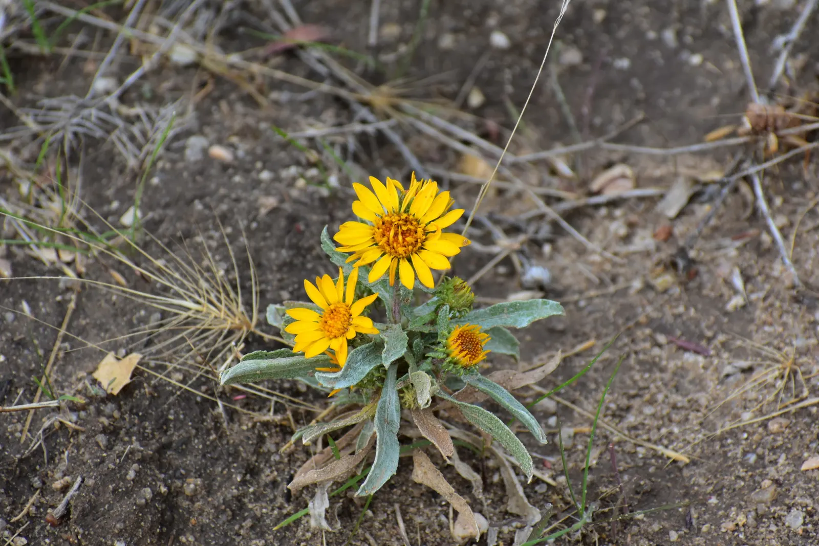 Arrowleaf Balsamroot. (Balsamorhiza Sagittata) — thriving in full sun and well-drained soils; sunflower-like blooms that typically emerge from April to June