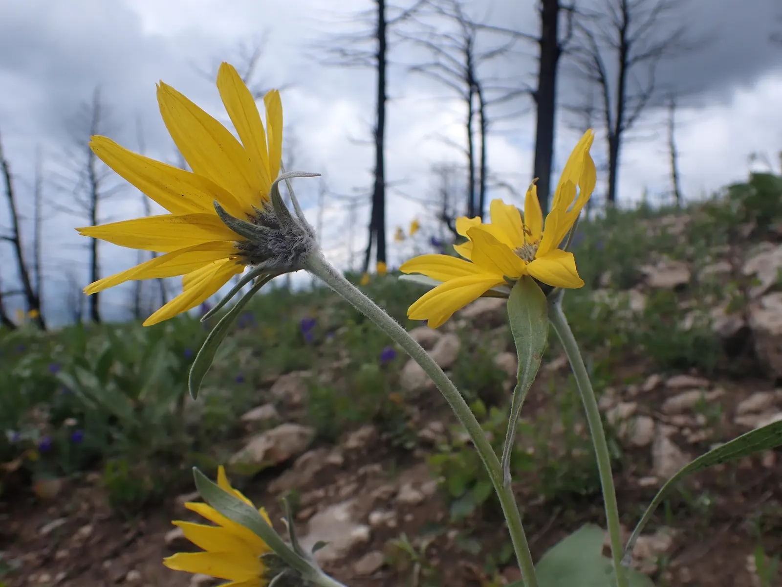 Arrowleaf Balsamroot. (Balsamorhiza Sagittata) — enables it to withstand long dry periods.<br><br>For gardeners keen on attracting pollinators, image 81