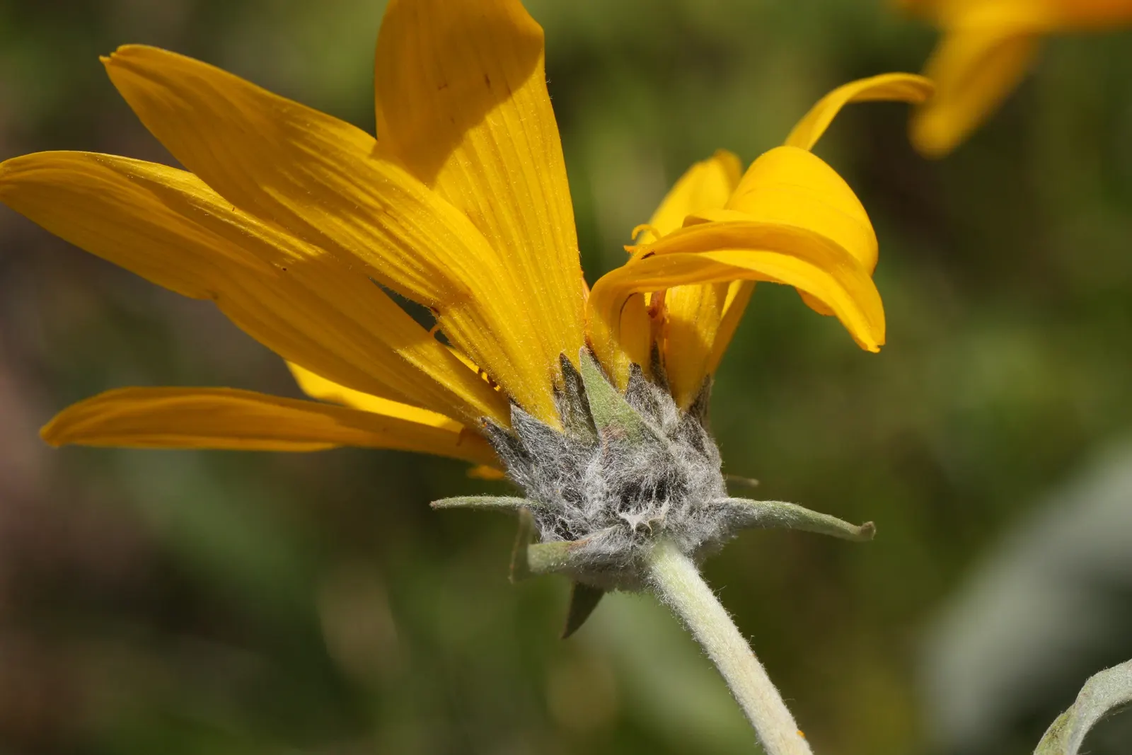 Arrowleaf Balsamroot. (Balsamorhiza Sagittata) — Ideal for xeriscaping, it blooms in late spring, providing a vibrant yellow display and attracting, image 96