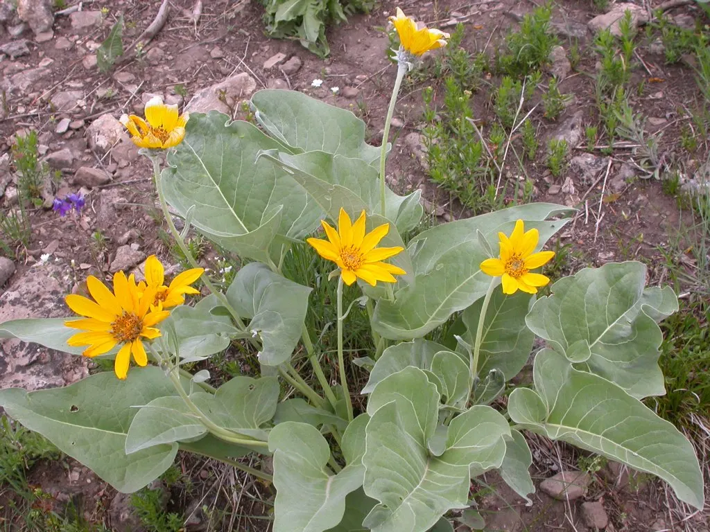 Arrowleaf Balsamroot. (Balsamorhiza Sagittata) — making it a sustainable addition to any garden; adapting well to USDA plant hardiness zones 4 to 8.<br><br>The
