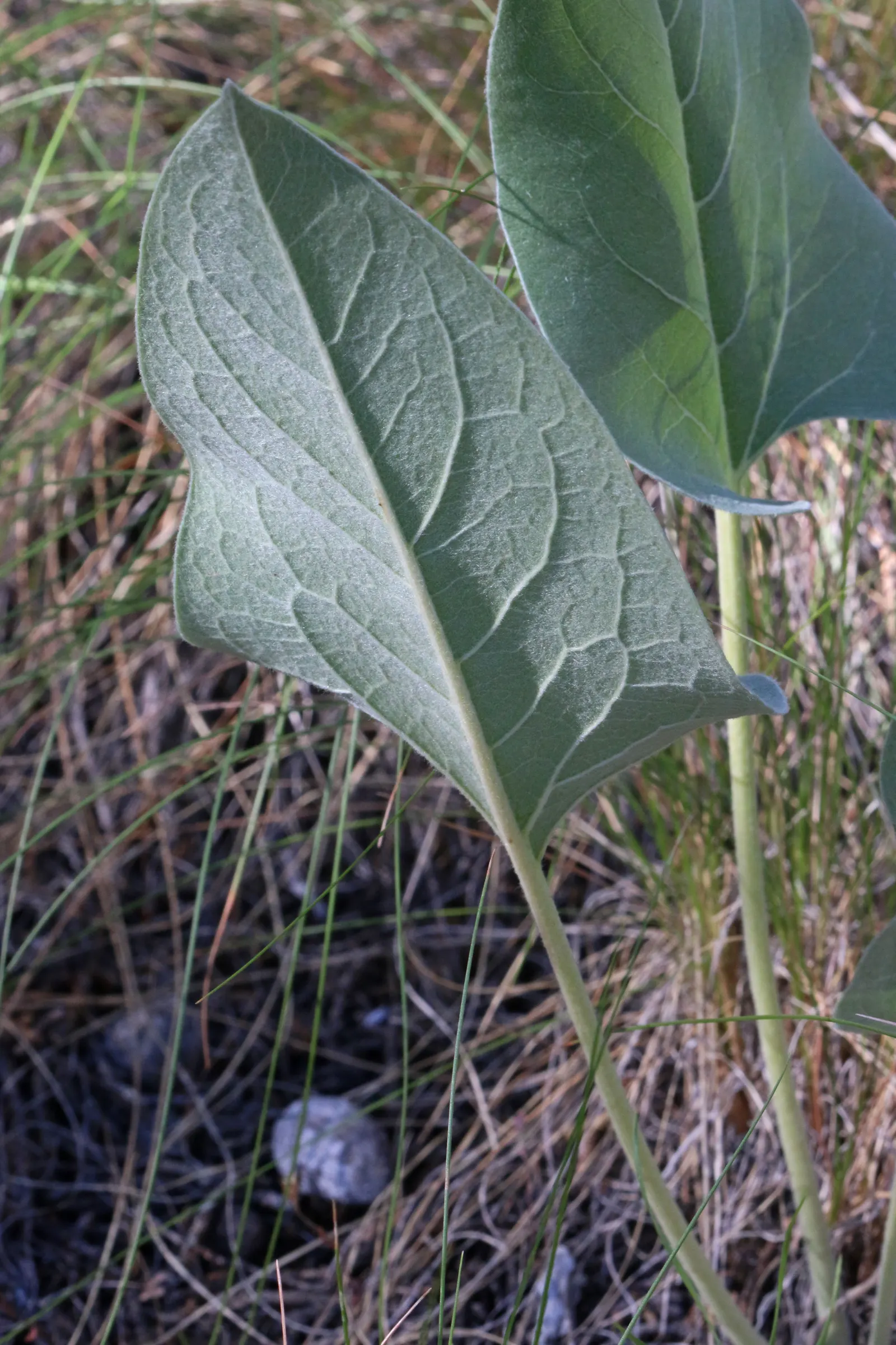 Arrowleaf Balsamroot. (Balsamorhiza Sagittata) — enables it to withstand long dry periods.<br><br>For gardeners keen on attracting pollinators
