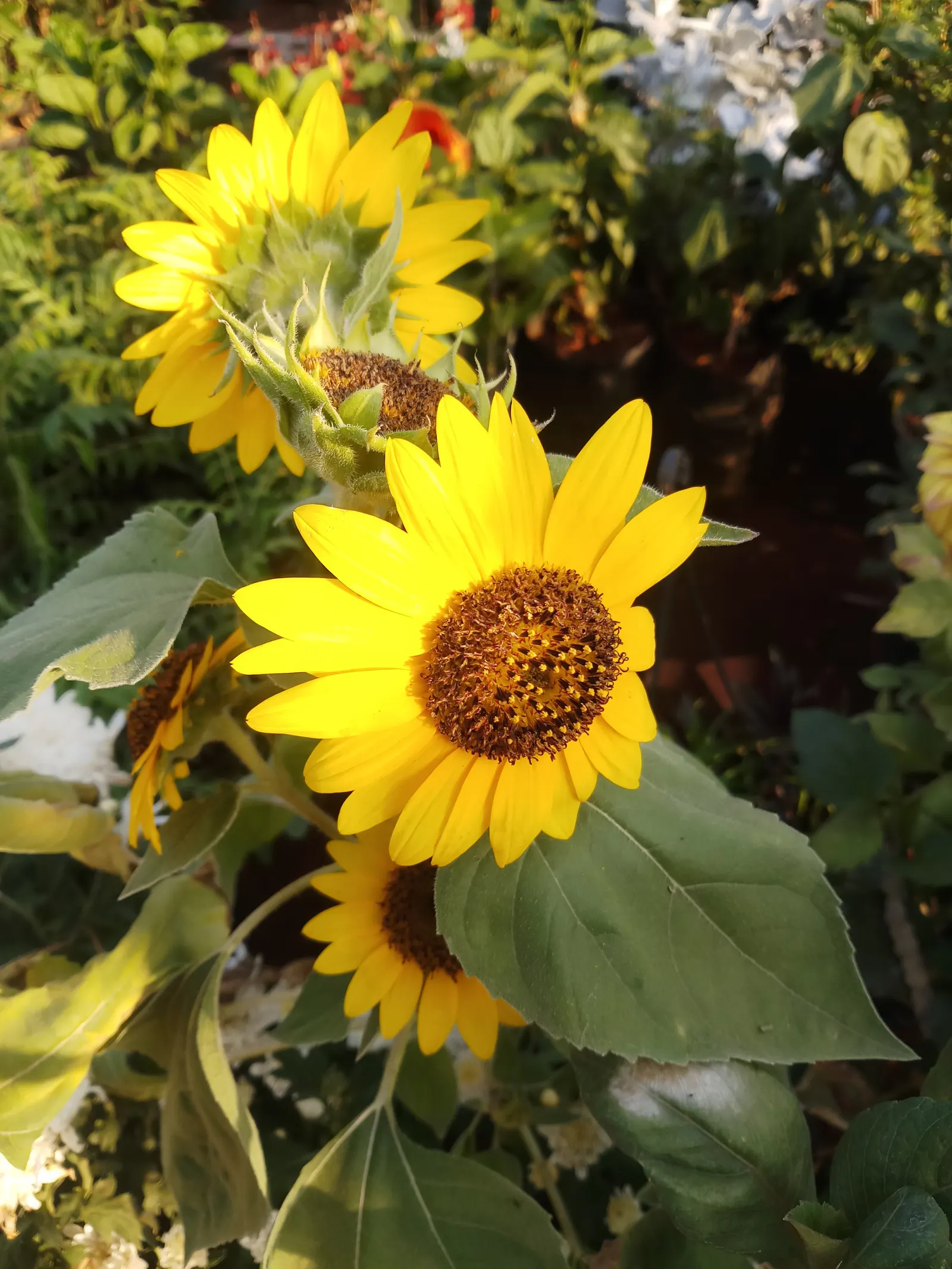 Arrowleaf Balsamroot. (Balsamorhiza Sagittata) — making it a sustainable addition to any garden; adapting well to USDA plant hardiness zones 4 to, image 79