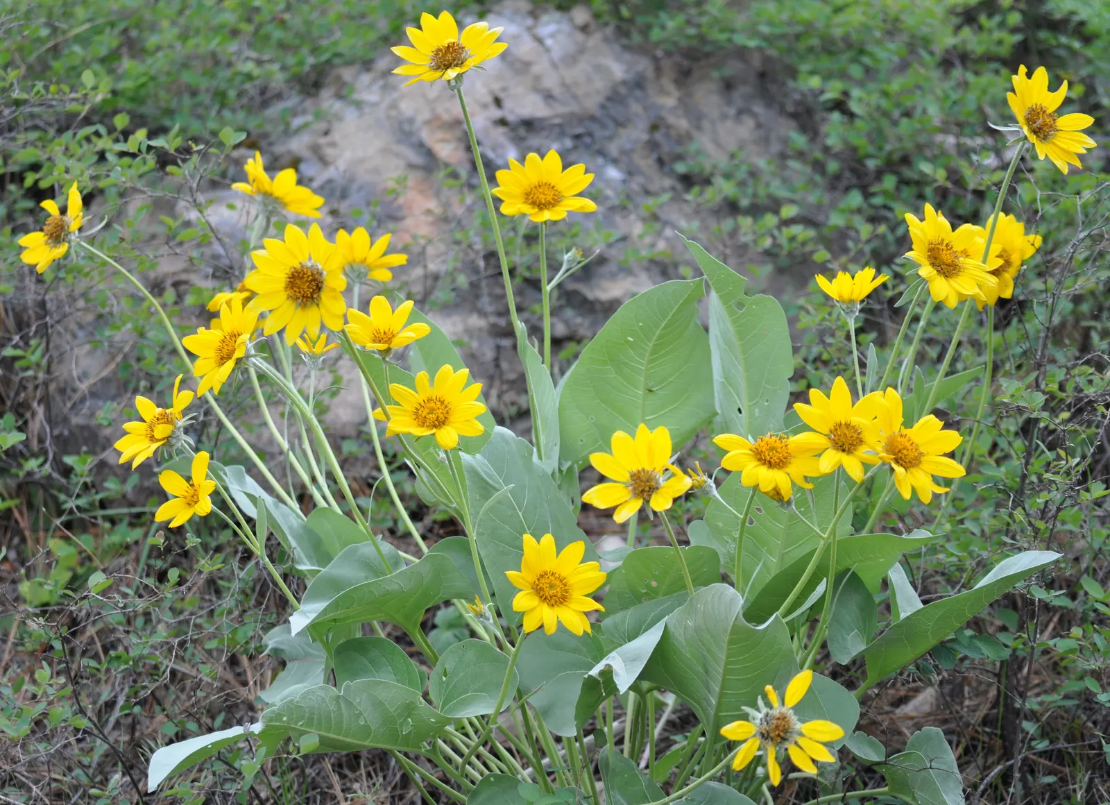 Arrowleaf Balsamroot. (Balsamorhiza Sagittata) — atop stems reaching 1-2 feet tall; thriving in full sun and well-drained soils, image 95