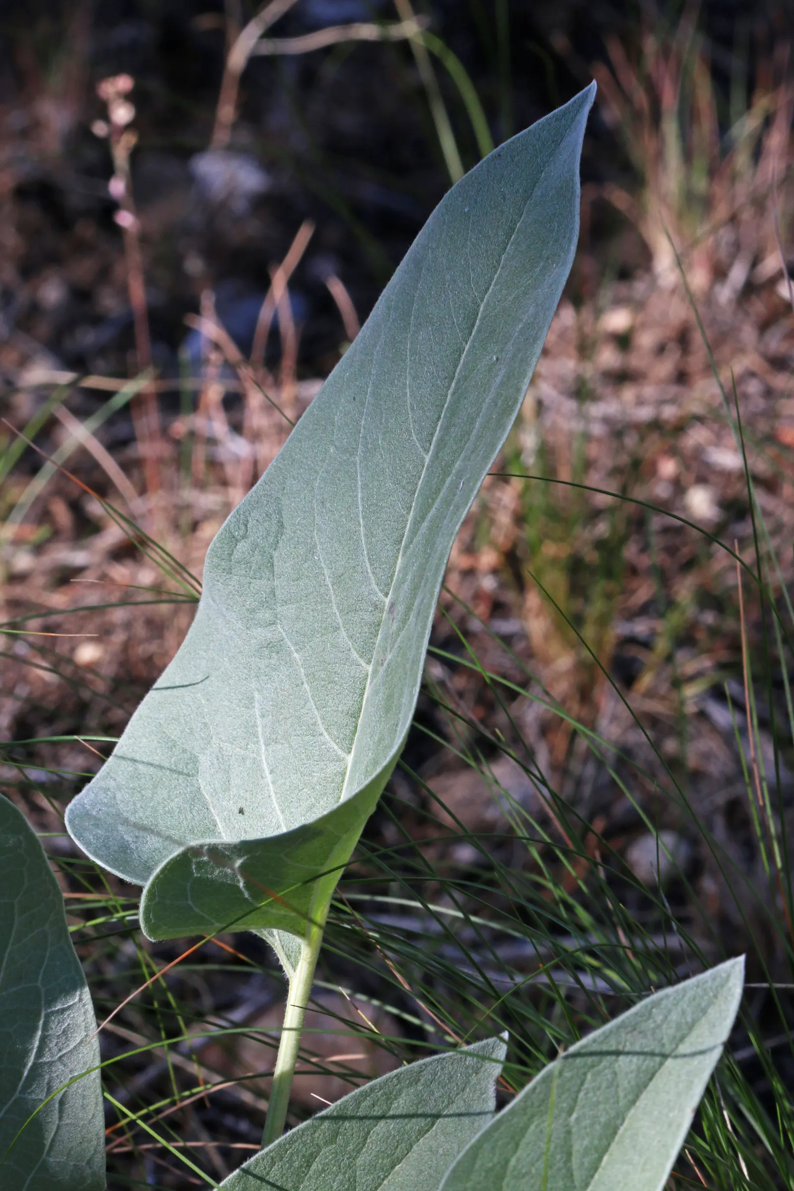 Arrowleaf Balsamroot. (Balsamorhiza Sagittata) — consider its full-sun preference and its ability to naturalize over time; arrow-shaped leaves that, image 84