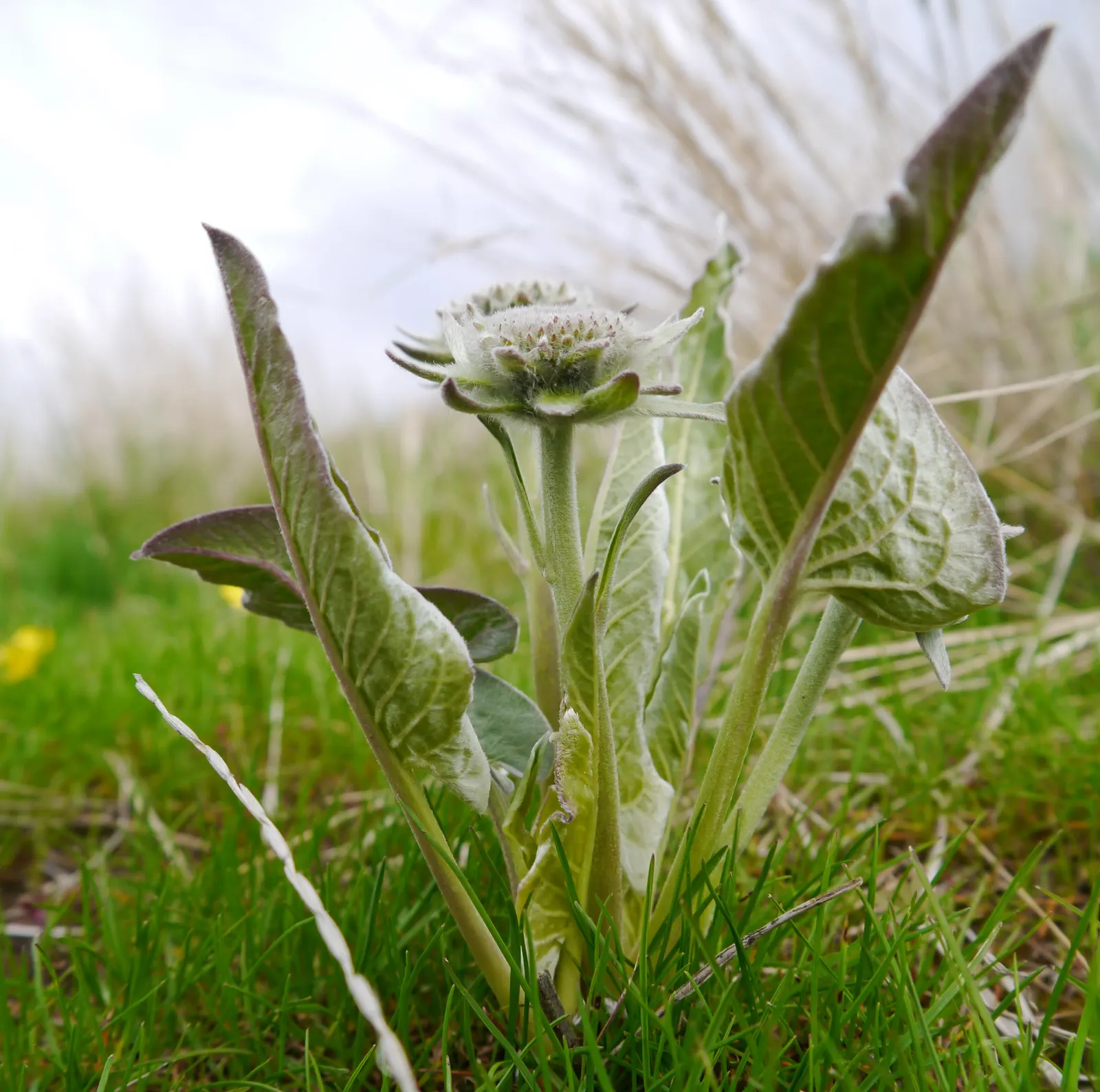 Arrowleaf Balsamroot. (Balsamorhiza Sagittata) — giving them a distinctive grayish-green appearance