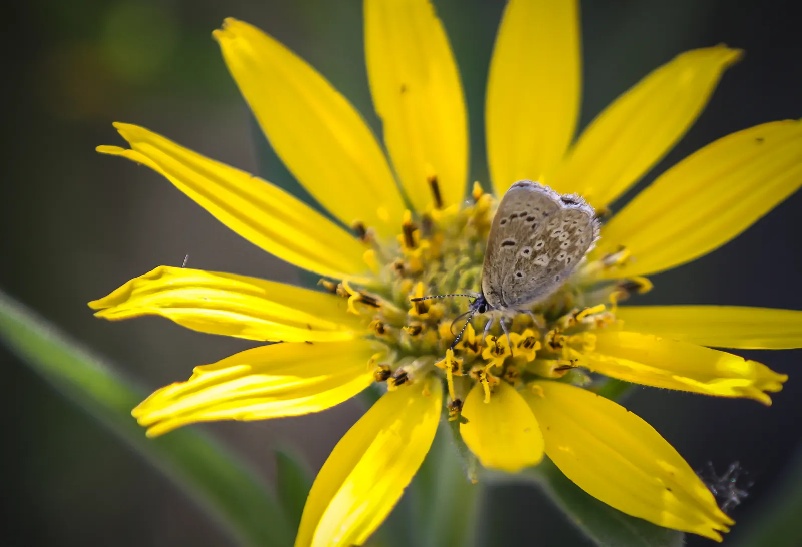 Arrowleaf Balsamroot. (Balsamorhiza Sagittata) — When incorporating this plant into landscaping designs