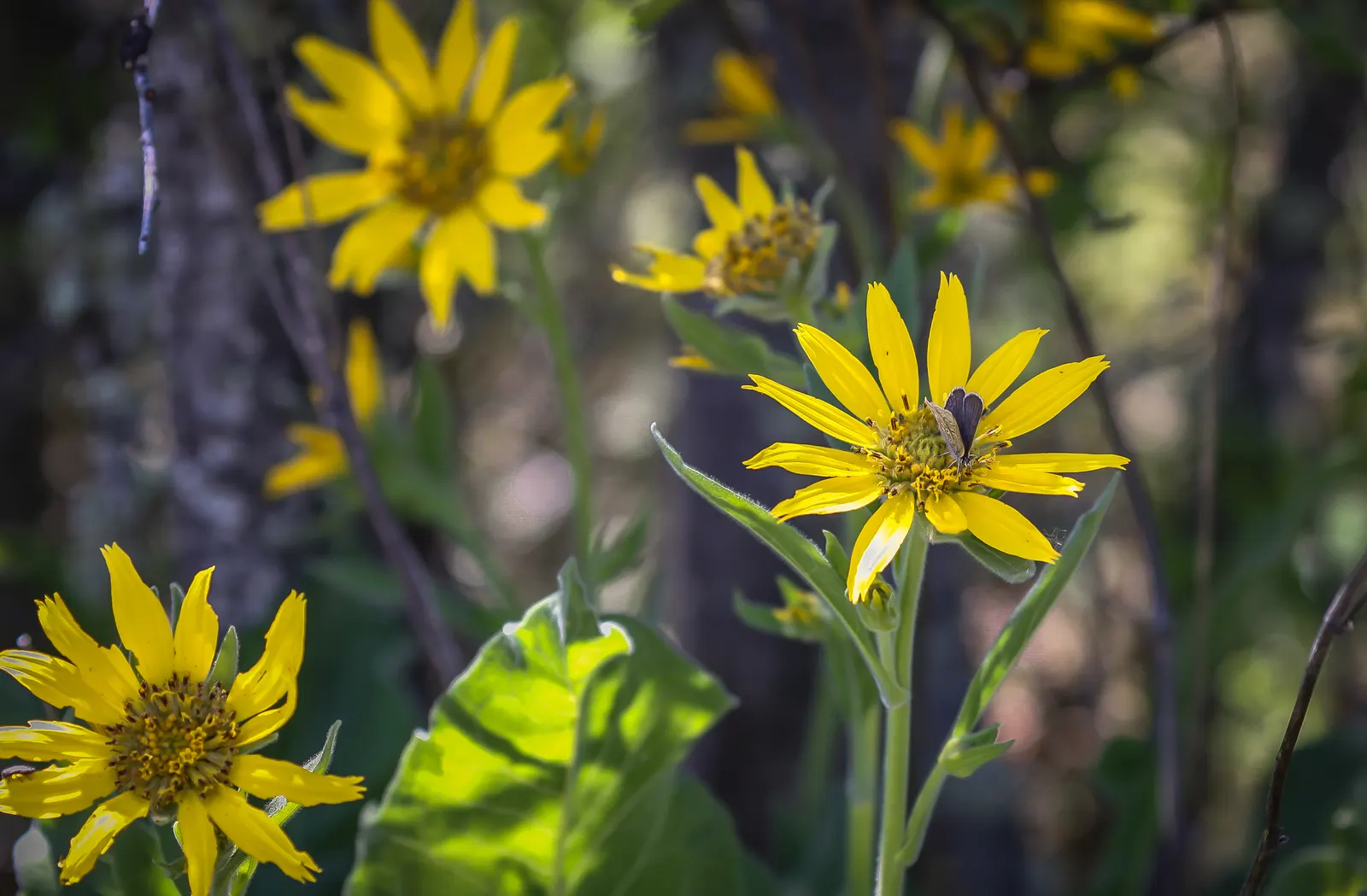 Arrowleaf Balsamroot. (Balsamorhiza Sagittata) — often stretching several feet into the soil