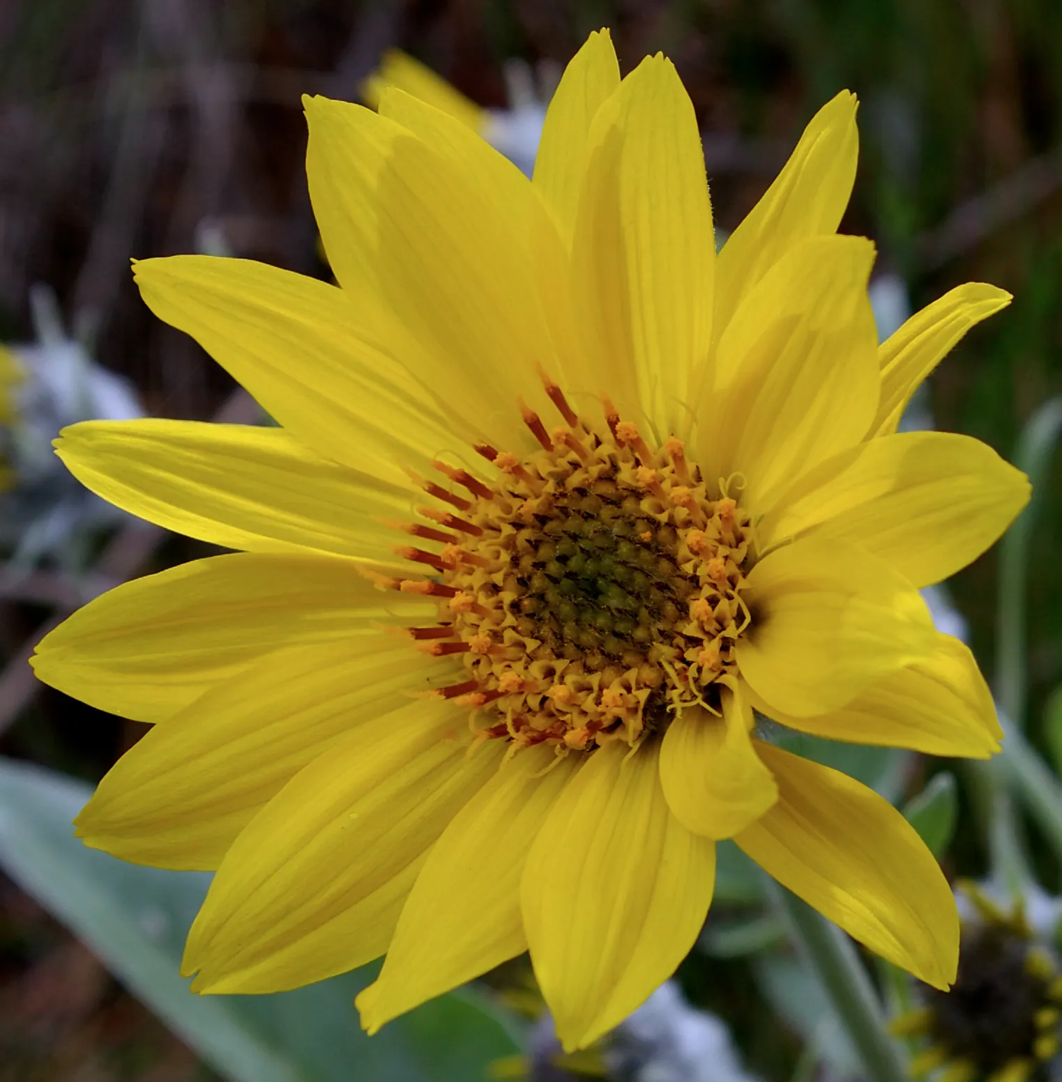 Arrowleaf Balsamroot. (Balsamorhiza Sagittata) — perennial for full; it does not tolerate transplanting well due to its deep taproot system, image 90