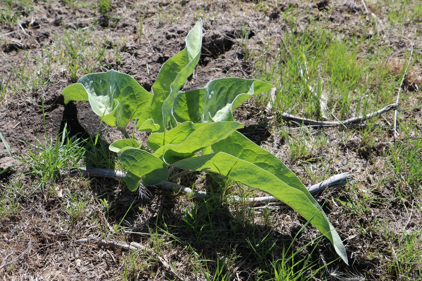 Arrowleaf Balsamroot. (Balsamorhiza Sagittata) — Arrowleaf Balsamroot is an excellent choice for xeriscaping and requires minimal irrigation once, image 78
