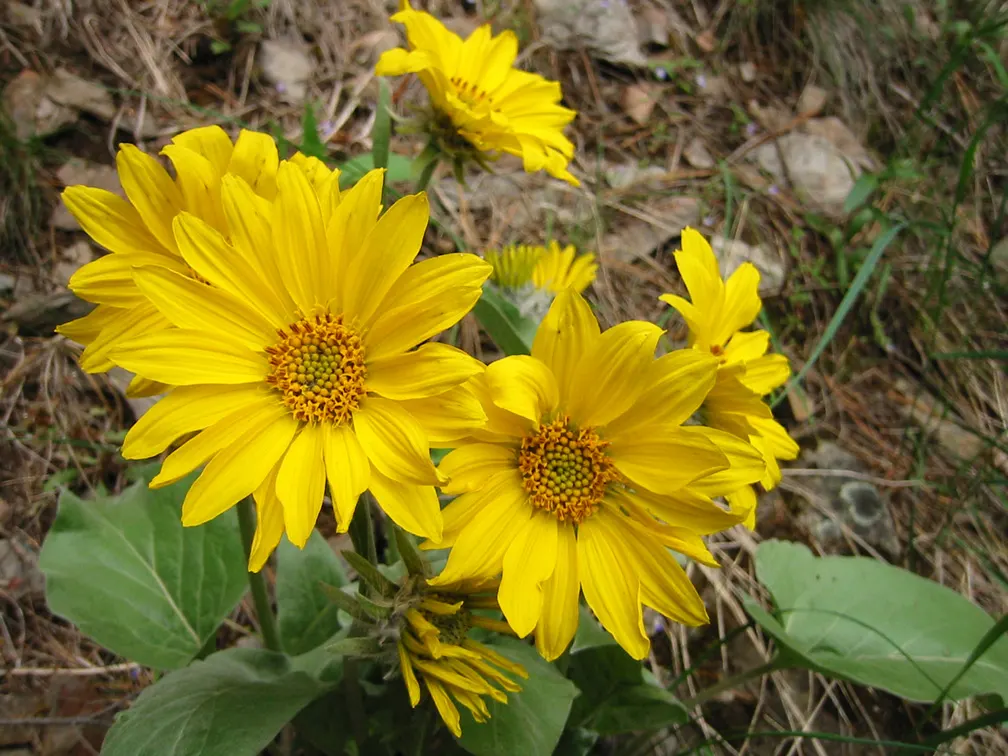 Arrowleaf Balsamroot. (Balsamorhiza Sagittata) — arrow-shaped leaves and bright; arrowleaf Balsamroot is an excellent choice for xeriscaping and, image 63