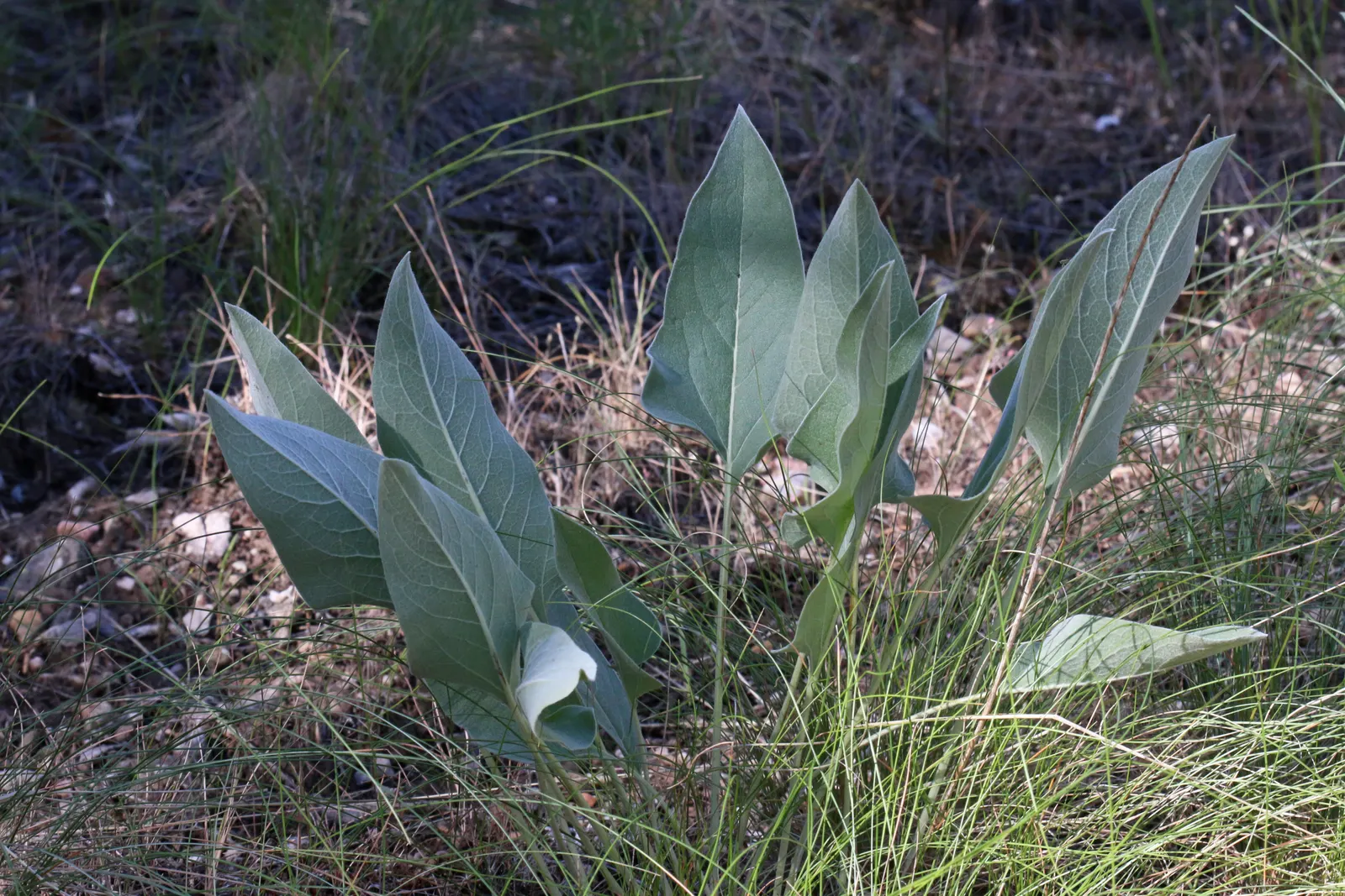 Arrowleaf Balsamroot. (Balsamorhiza Sagittata) — Arrowleaf Balsamroot (Balsamorhiza sagittata) is a resilient perennial
