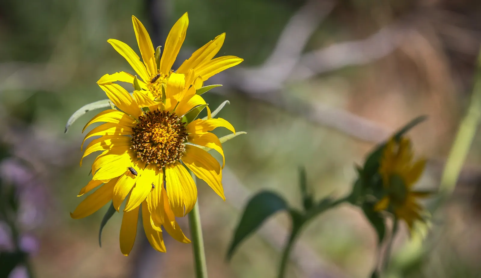 Arrowleaf Balsamroot. (Balsamorhiza Sagittata) — the Arrowleaf Balsamroot is a veritable magnet for bees and butterflies; arrowleaf Balsamroot, image 82