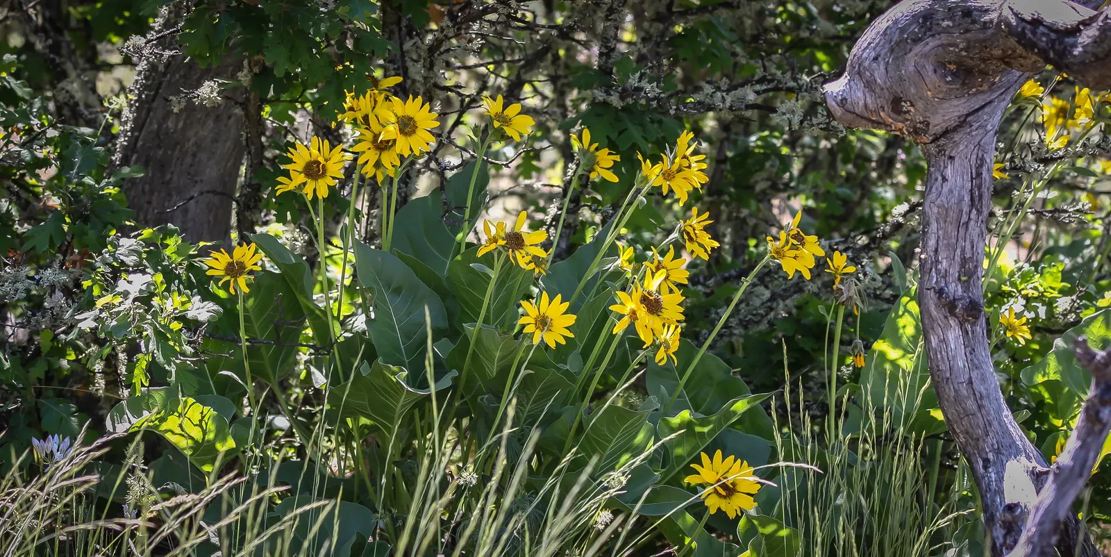 Arrowleaf Balsamroot. (Balsamorhiza Sagittata) — scientifically known as Balsamorhiza sagittata; when incorporating this plant into landscaping, image 98