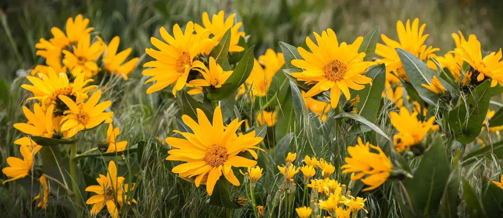 Arrowleaf Balsamroot. (Balsamorhiza Sagittata) — The foliage of the Arrowleaf Balsamroot is equally eye-catching with its broad; atop stems reaching 1-2 feet