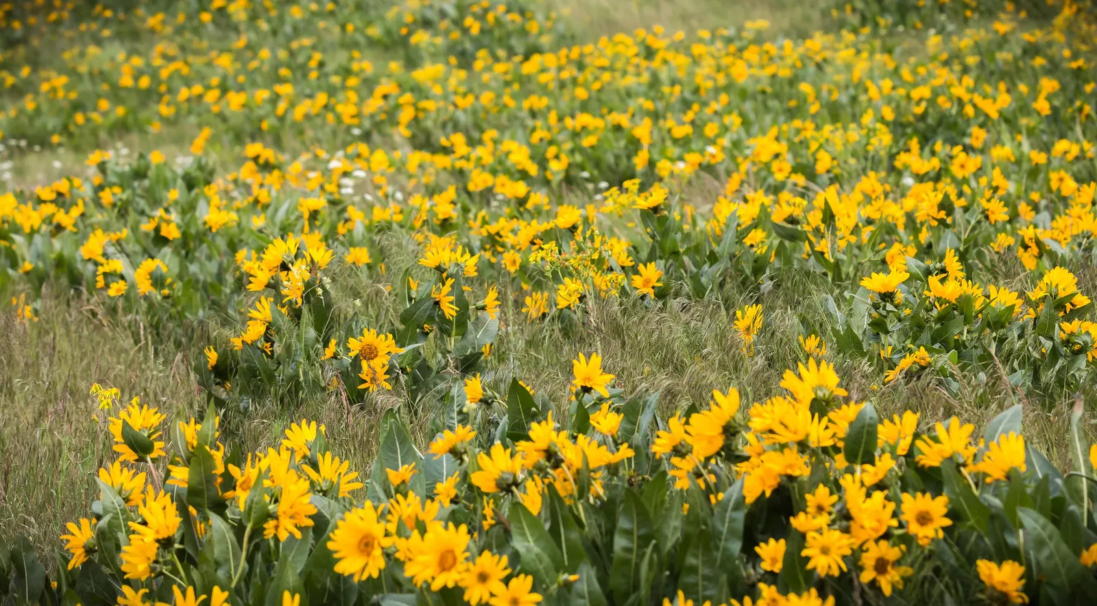 Arrowleaf Balsamroot. (Balsamorhiza Sagittata) — arrow-shaped leaves and bright; arrowleaf Balsamroot is an excellent choice for xeriscaping and requires