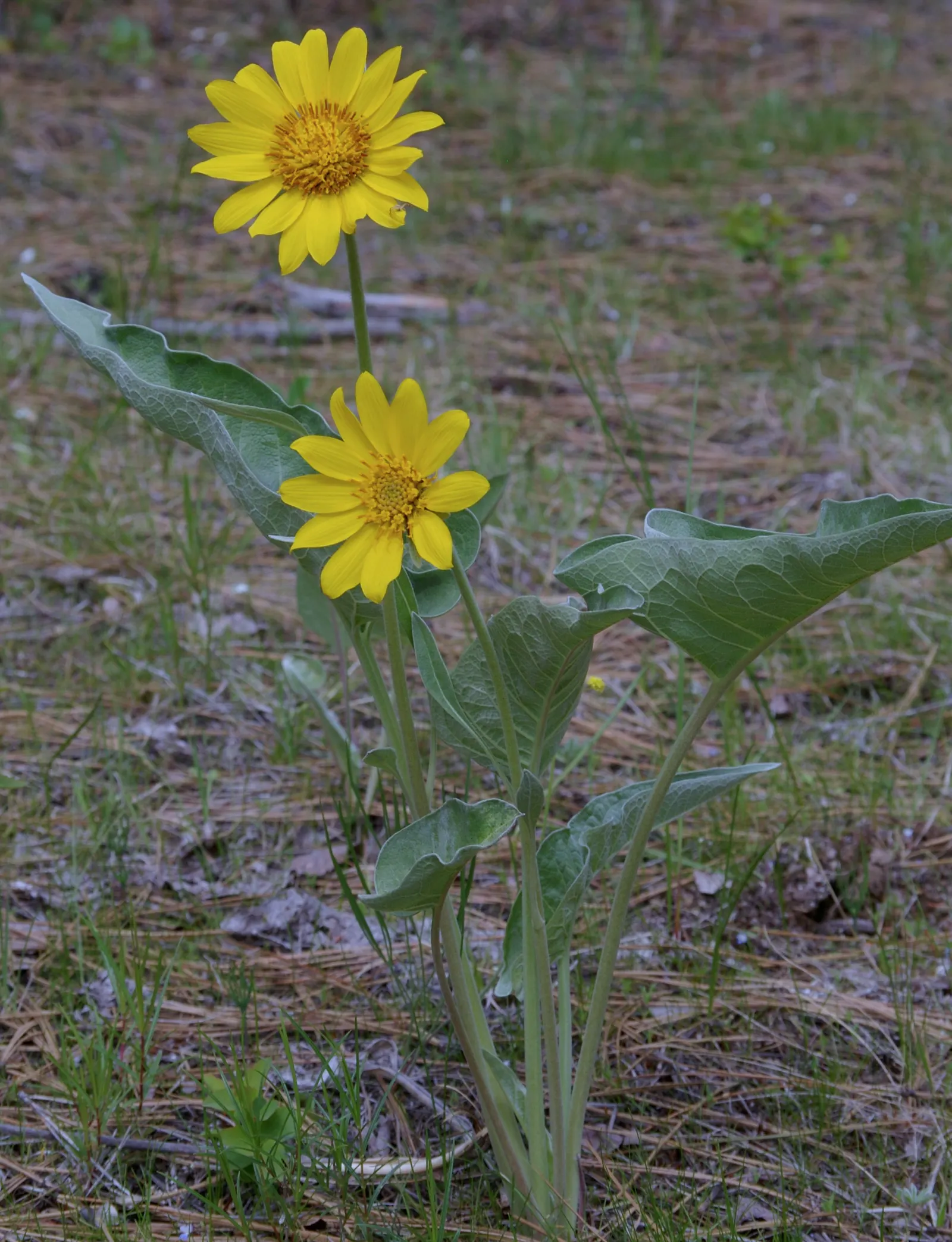 Arrowleaf Balsamroot. (Balsamorhiza Sagittata) — unbranched stems that can stand up to 30 inches in height; yellow flowers in the garden, image 73