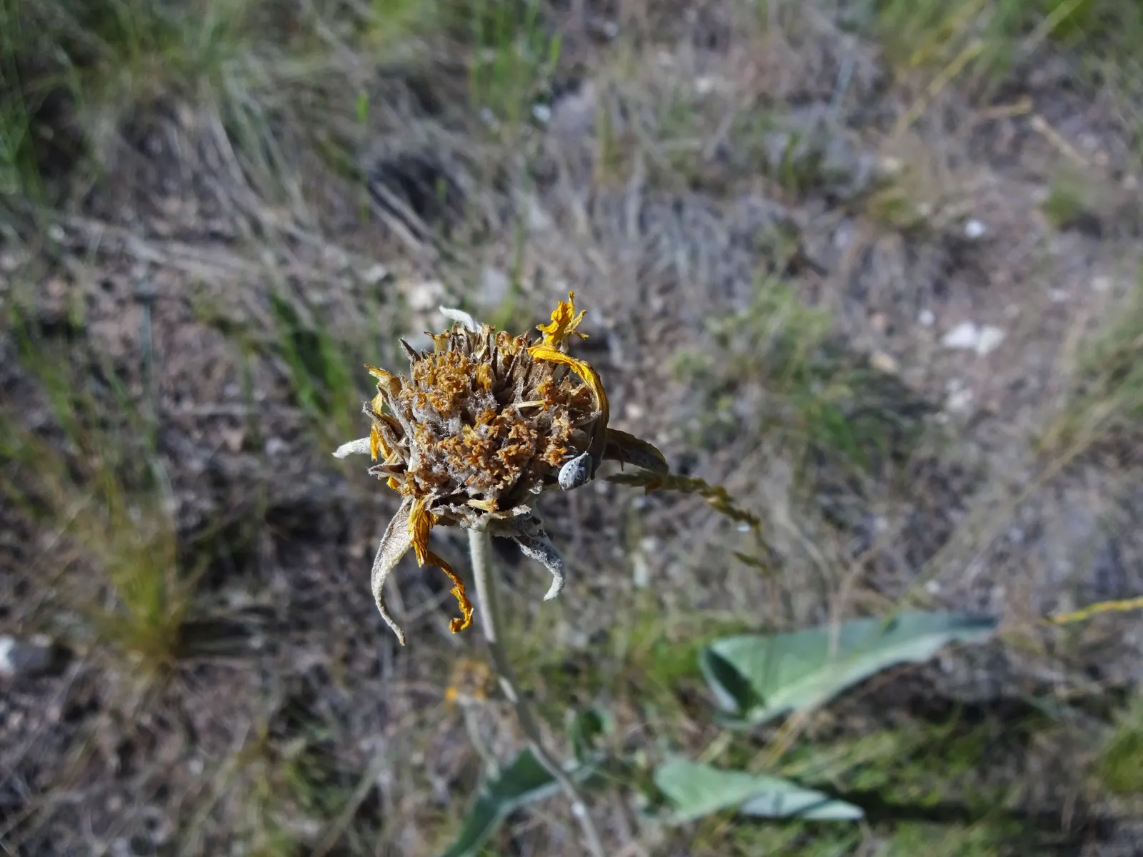 Arrowleaf Balsamroot. (Balsamorhiza Sagittata) — Ideal for xeriscaping, it blooms in late spring, providing a vibrant yellow display and attracting