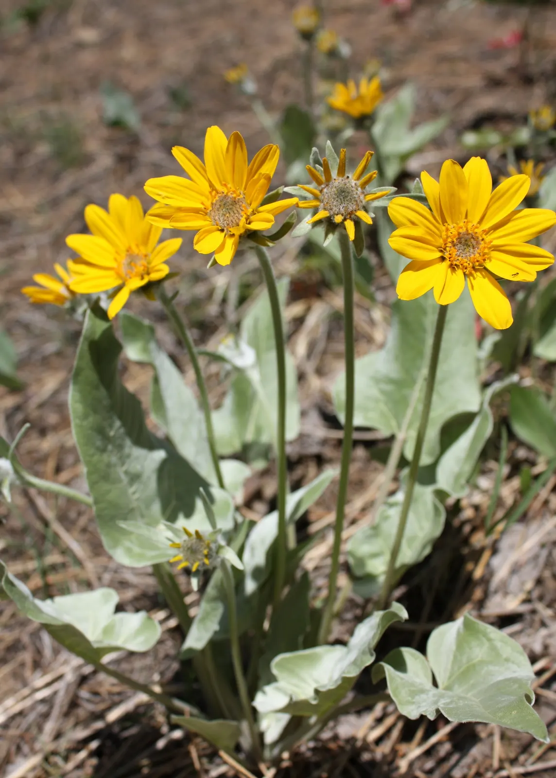 Arrowleaf Balsamroot. (Balsamorhiza Sagittata) — atop stems reaching 1-2 feet tall; thriving in full sun and well-drained soils, image 65