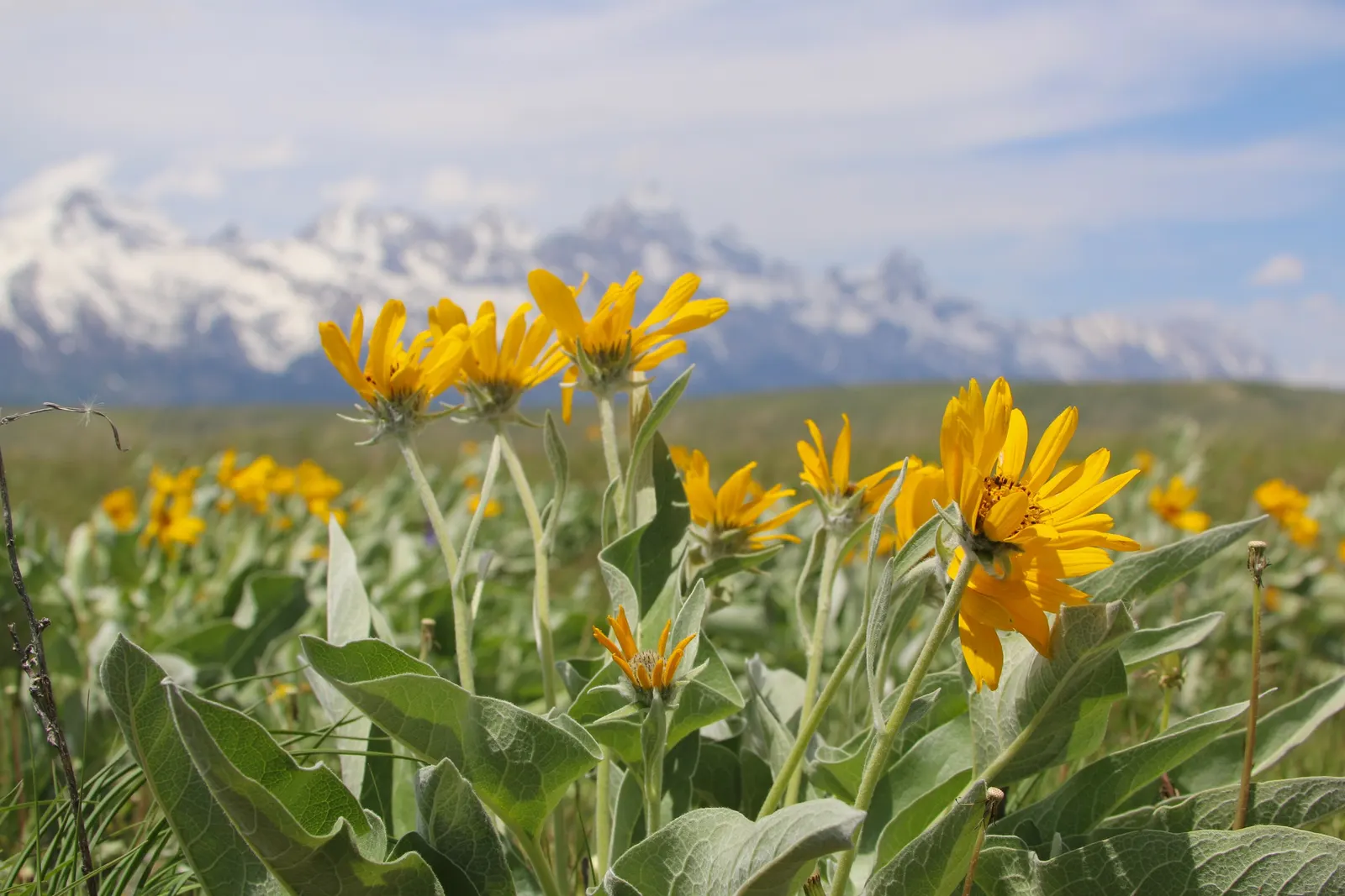 Arrowleaf Balsamroot. (Balsamorhiza Sagittata) — The leaves can grow up to a striking 12 inches long and 6 inches wide.<br><br>As a, image 77