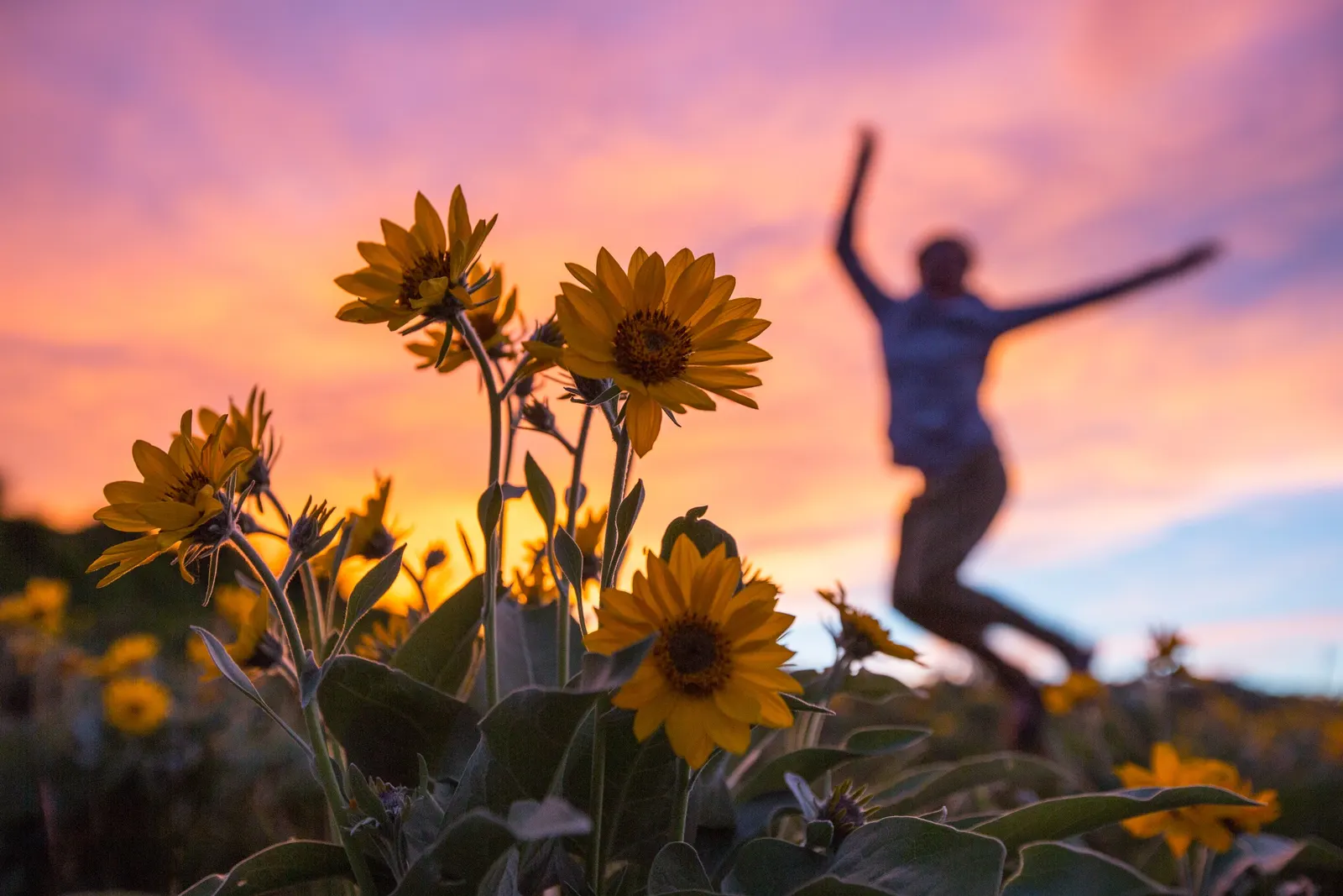 Arrowleaf Balsamroot. (Balsamorhiza Sagittata) — perennial with yellow blooms; often stretching several feet into the soil, image 89