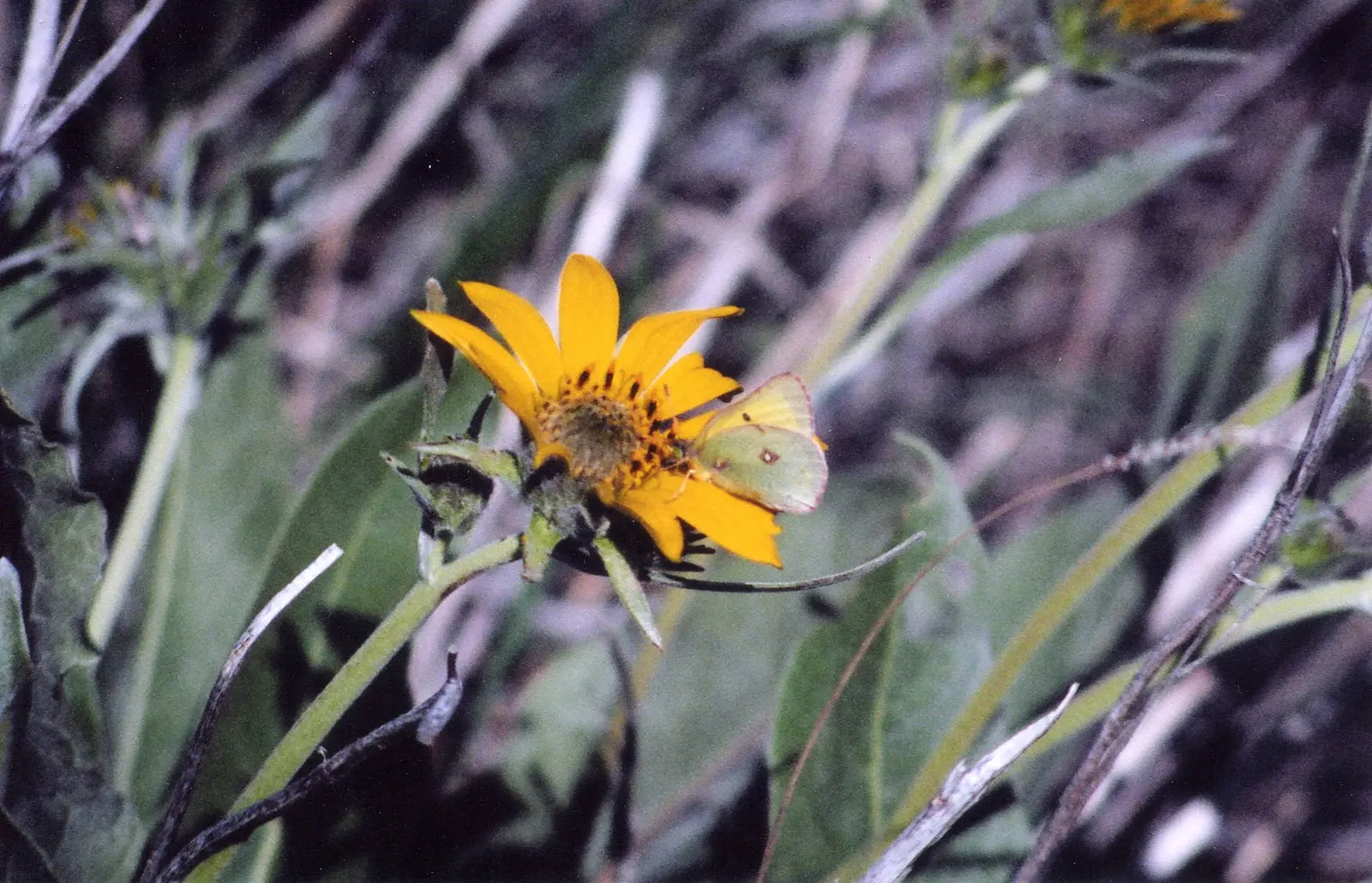 Arrowleaf Balsamroot. (Balsamorhiza Sagittata) — adapting well to USDA plant hardiness zones 4 to 8.<br><br>The plant is renowned for its vibrant yellow