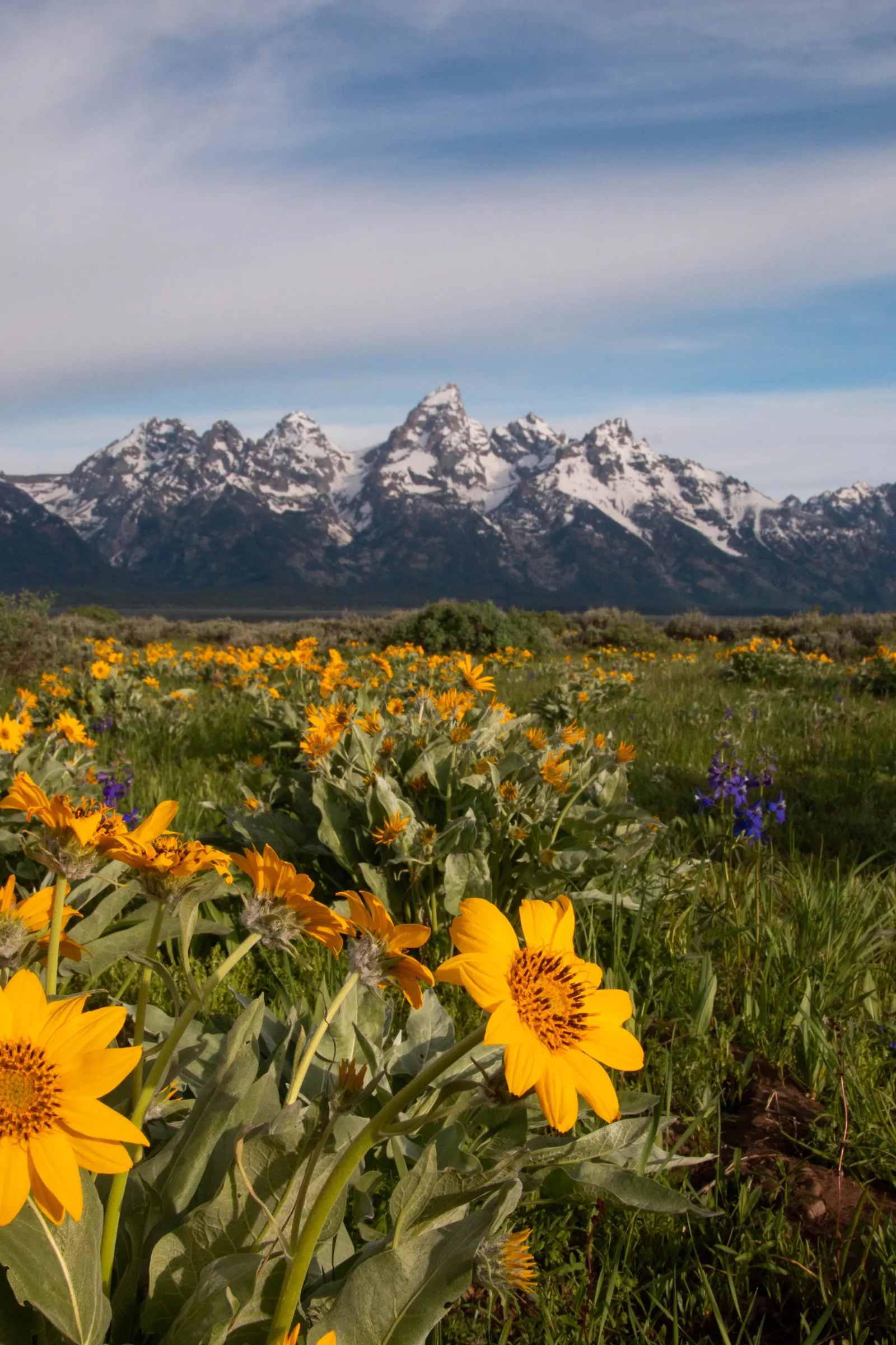 Arrowleaf Balsamroot. (Balsamorhiza Sagittata) — It is crucial to note that while the plant is low-maintenance
