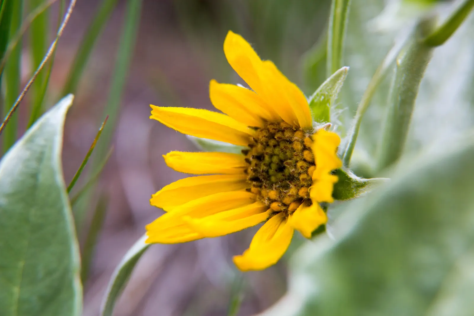 Arrowleaf Balsamroot. (Balsamorhiza Sagittata) — arrow-shaped leaves that are covered in fine silvery hairs; reaching up to 4 inches across, image 75