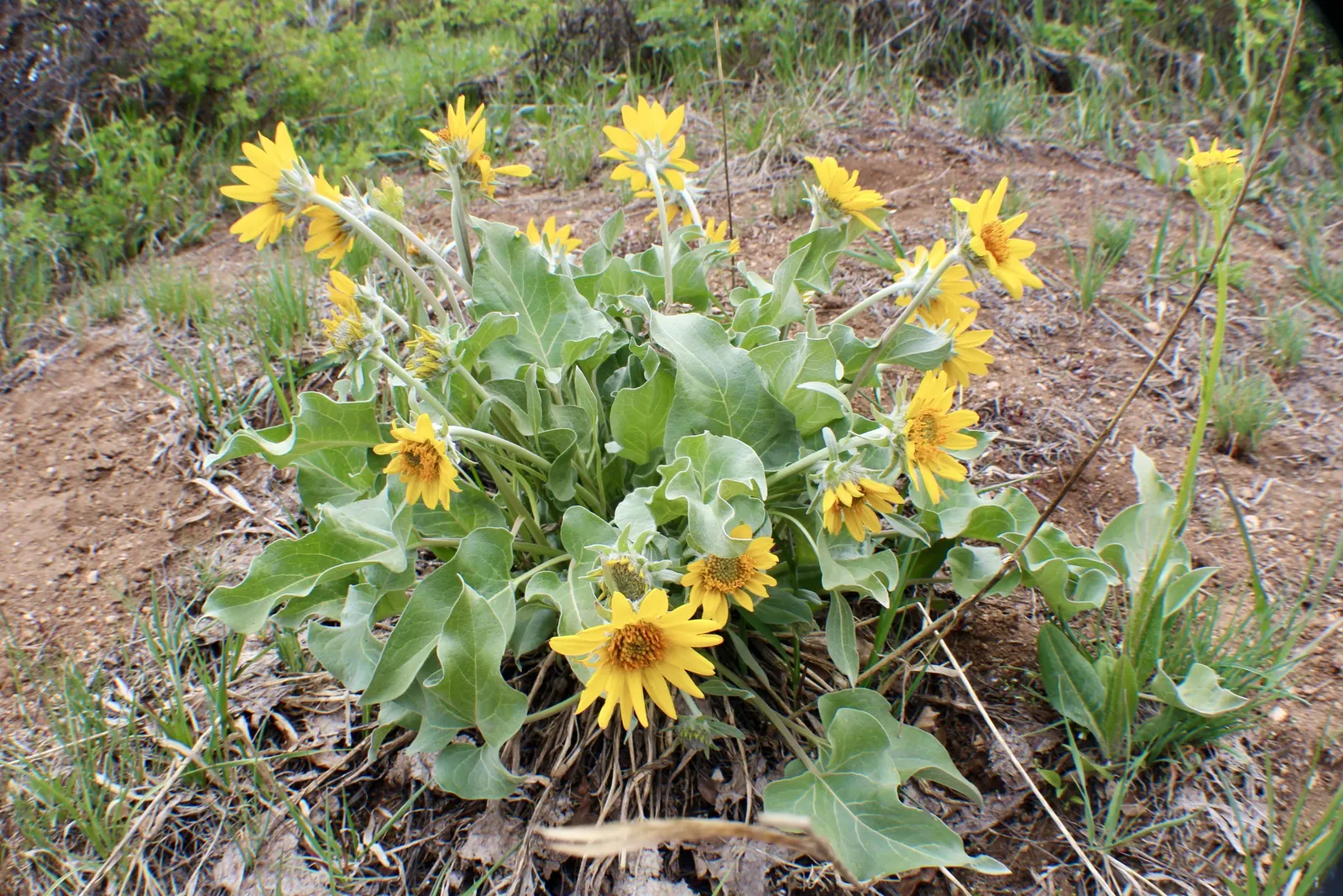 Arrowleaf Balsamroot. (Balsamorhiza Sagittata) — sunflower-like blossoms up to 4 inches across; forming expansive and colorful drifts that add texture and warm
