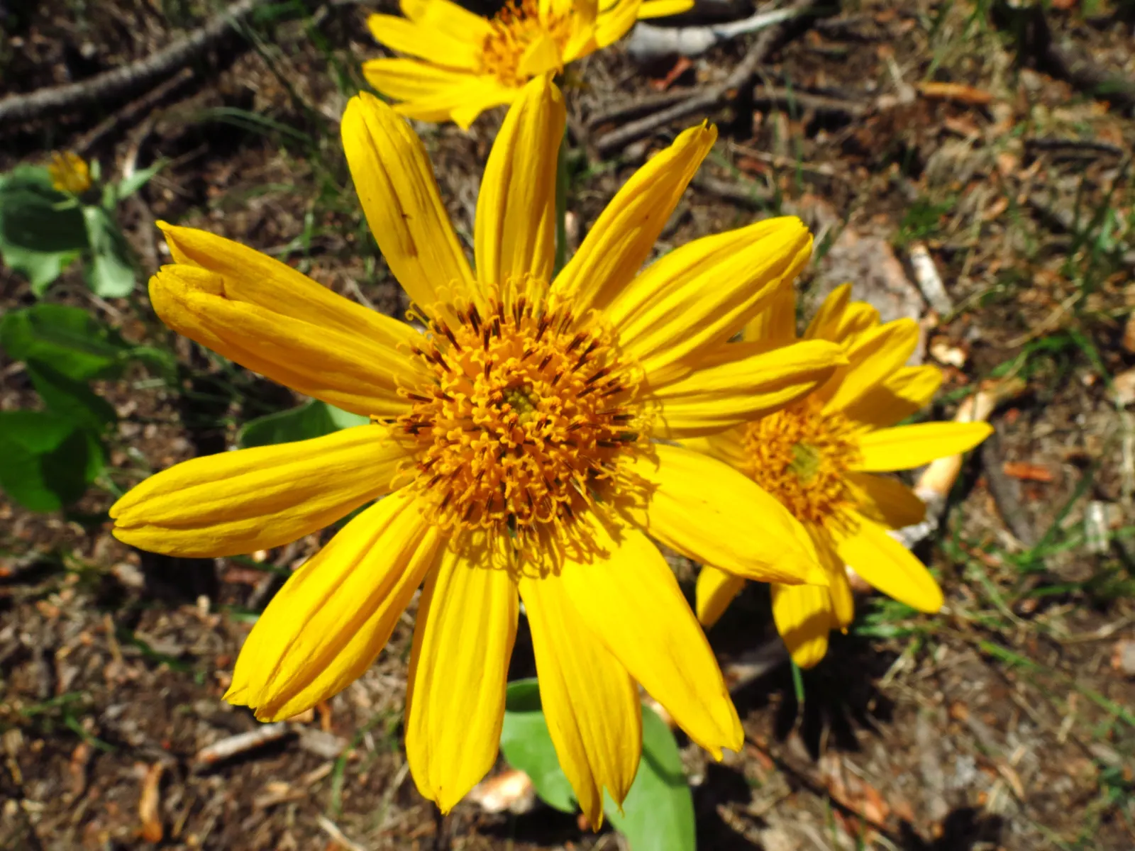 Arrowleaf Balsamroot. (Balsamorhiza Sagittata) — sunflower-like blossoms up to 4 inches across