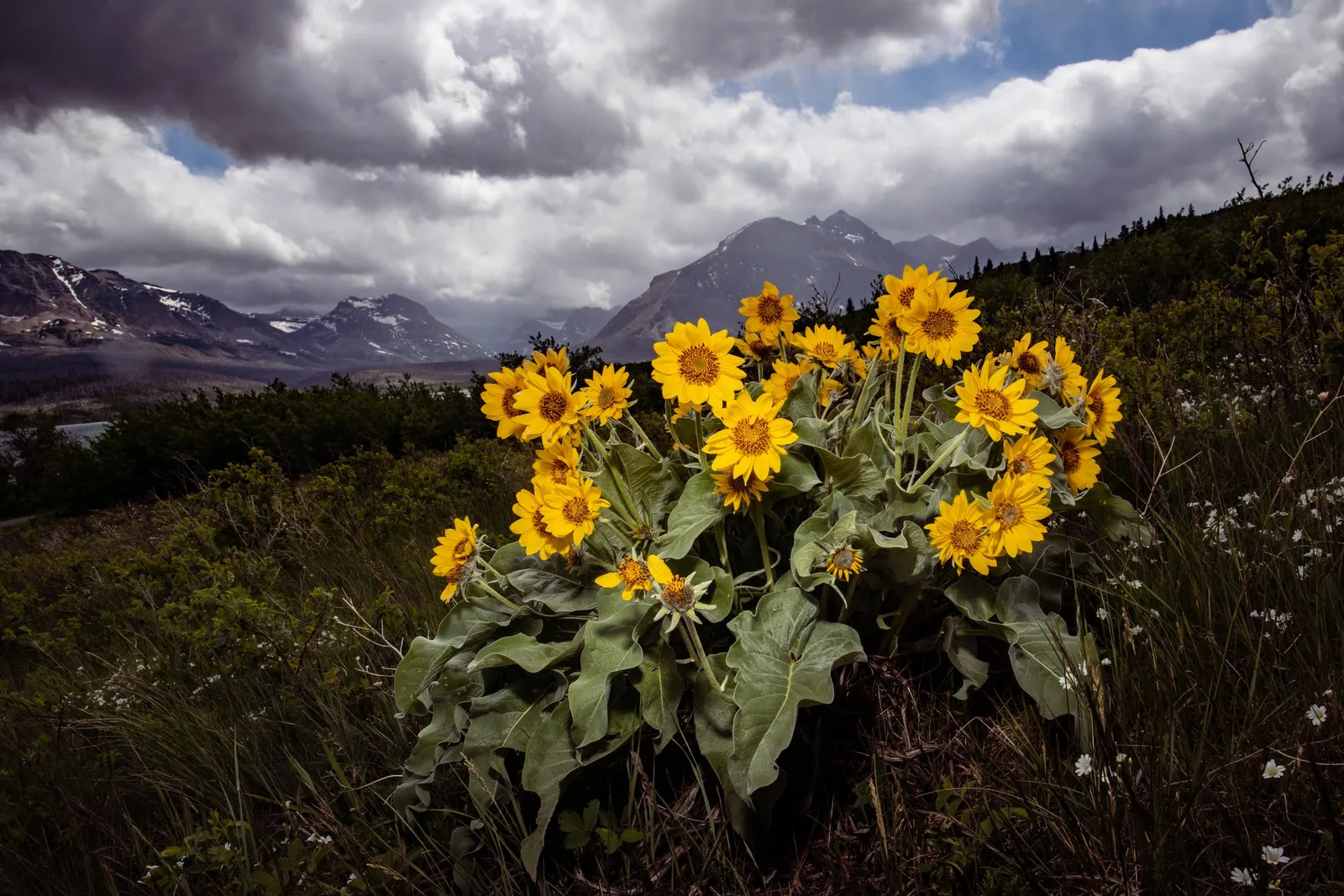 Arrowleaf Balsamroot. (Balsamorhiza Sagittata) — sunflower-like blossoms up to 4 inches across; forming expansive and colorful drifts that add, image 64