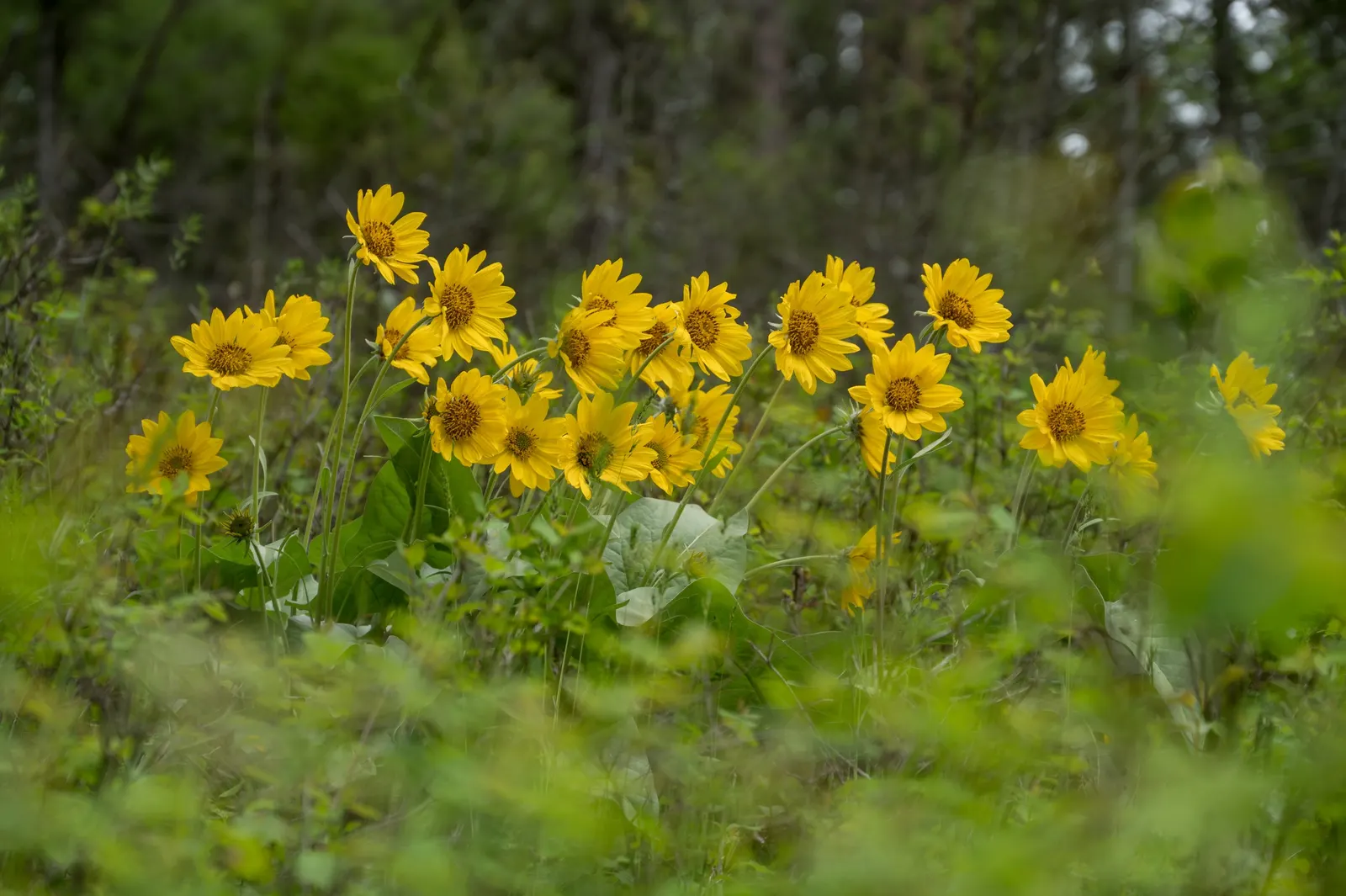 Arrowleaf Balsamroot. (Balsamorhiza Sagittata) — perennial for full; it does not tolerate transplanting well due to its deep taproot system