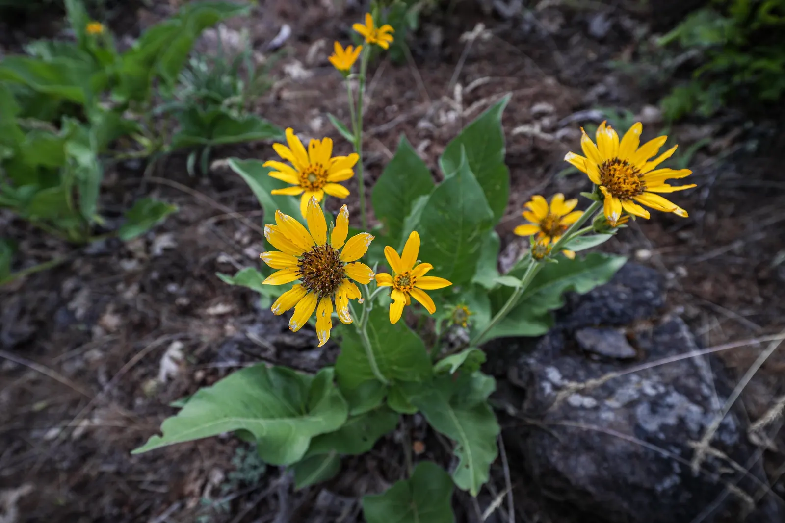 Arrowleaf Balsamroot. (Balsamorhiza Sagittata) — is a perennial wildflower native to the western United States