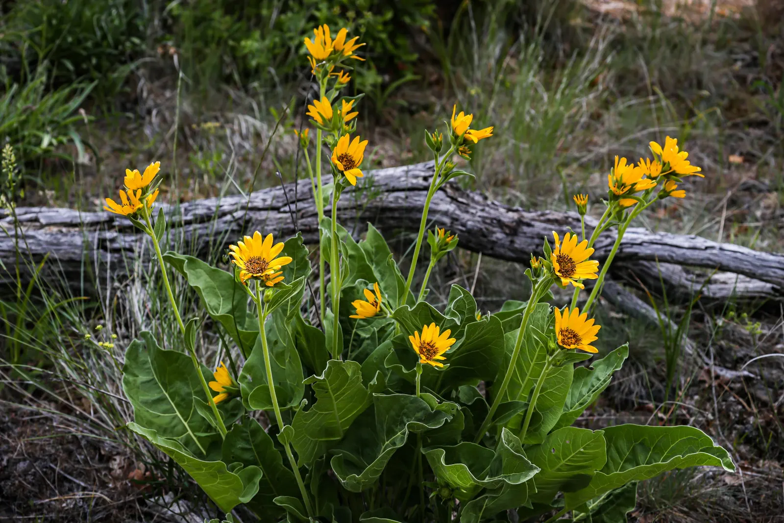 Arrowleaf Balsamroot. (Balsamorhiza Sagittata) — giving them a distinctive grayish-green appearance; making it a sustainable addition to any garden