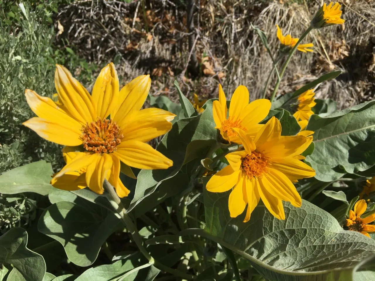 Arrowleaf Balsamroot. (Balsamorhiza Sagittata) — yellow flowers in the garden