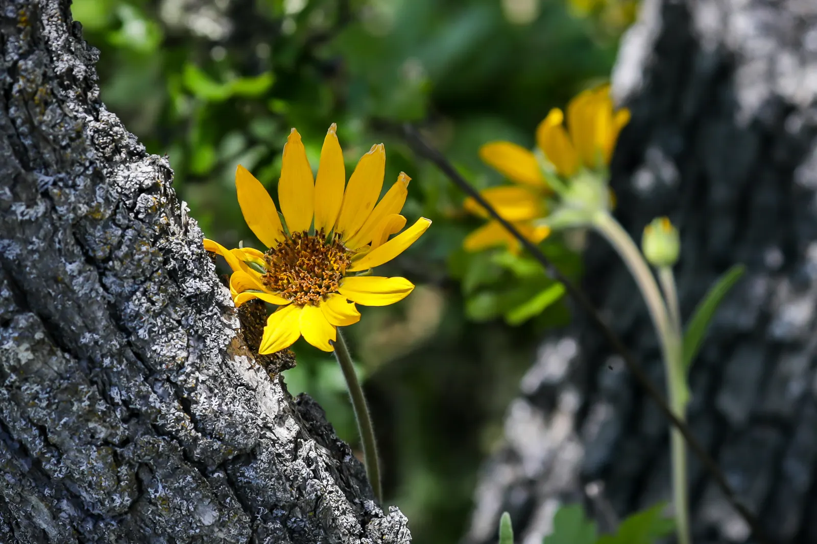 Arrowleaf Balsamroot. (Balsamorhiza Sagittata) — It is crucial to note that while the plant is low-maintenance; perennial with yellow blooms