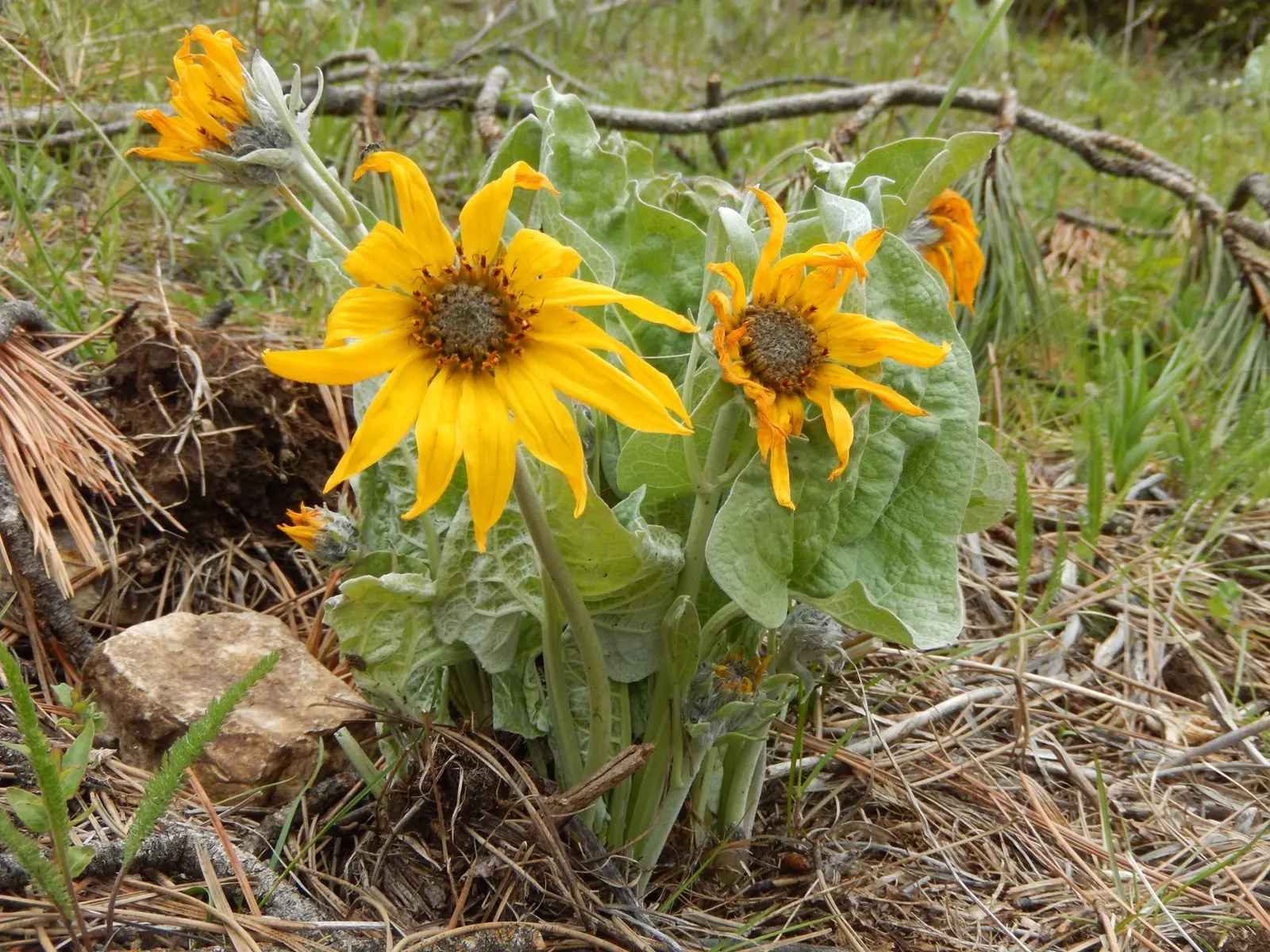 Arrowleaf Balsamroot. (Balsamorhiza Sagittata) — is a perennial wildflower native to the western United States; perennial for full
