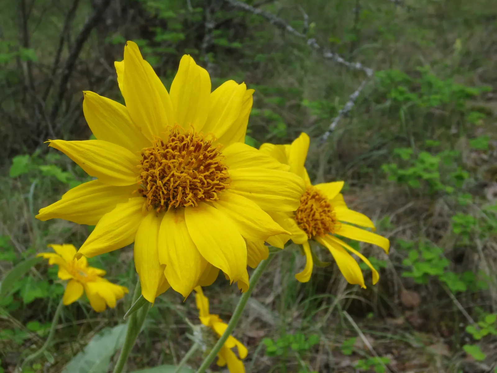 Arrowleaf Balsamroot. (Balsamorhiza Sagittata) — Arrowleaf Balsamroot (Balsamorhiza sagittata) is a resilient perennial; sunflower-like blossoms up, image 61