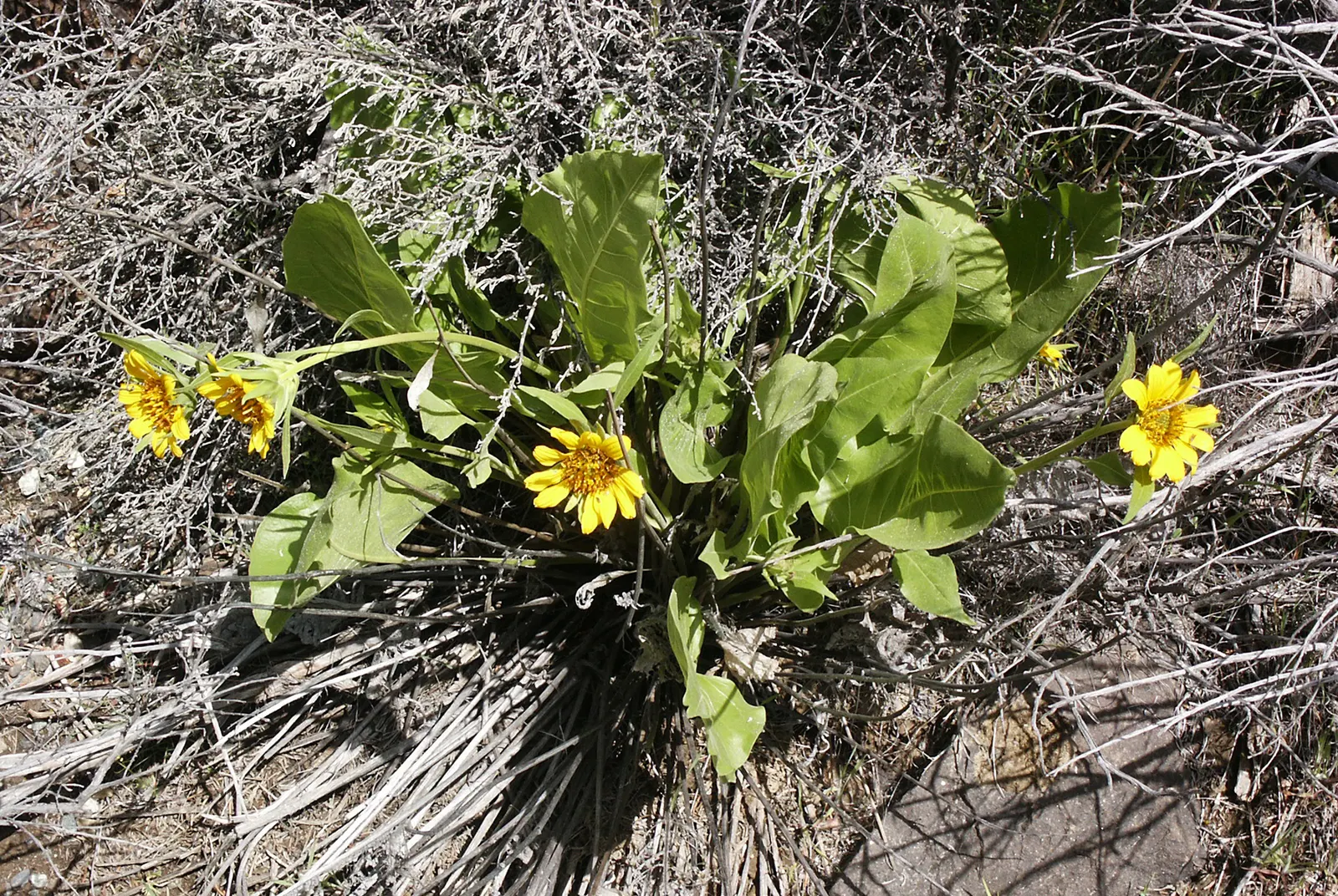 Arrowleaf Balsamroot. (Balsamorhiza Sagittata) — sunflower-like blooms that typically emerge from April to June