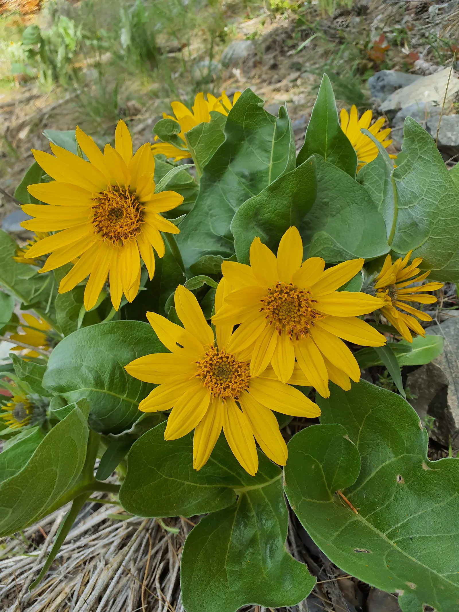 Arrowleaf Balsamroot. (Balsamorhiza Sagittata) — it does not tolerate transplanting well due to its deep taproot system; ideal for xeriscaping, it, image 87