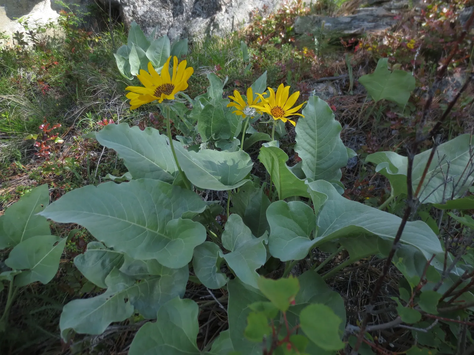 Arrowleaf Balsamroot. (Balsamorhiza Sagittata) — scientifically known as Balsamorhiza sagittata; when incorporating this plant into landscaping designs