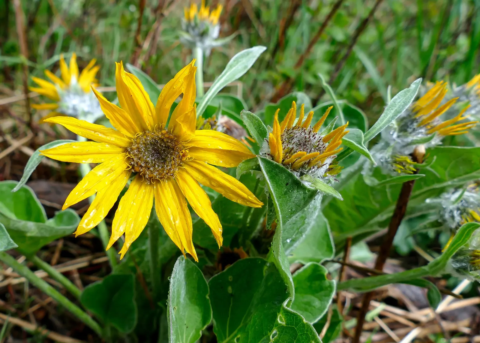 Arrowleaf Balsamroot. (Balsamorhiza Sagittata) — arrow-shaped leaves that are covered in fine silvery hairs