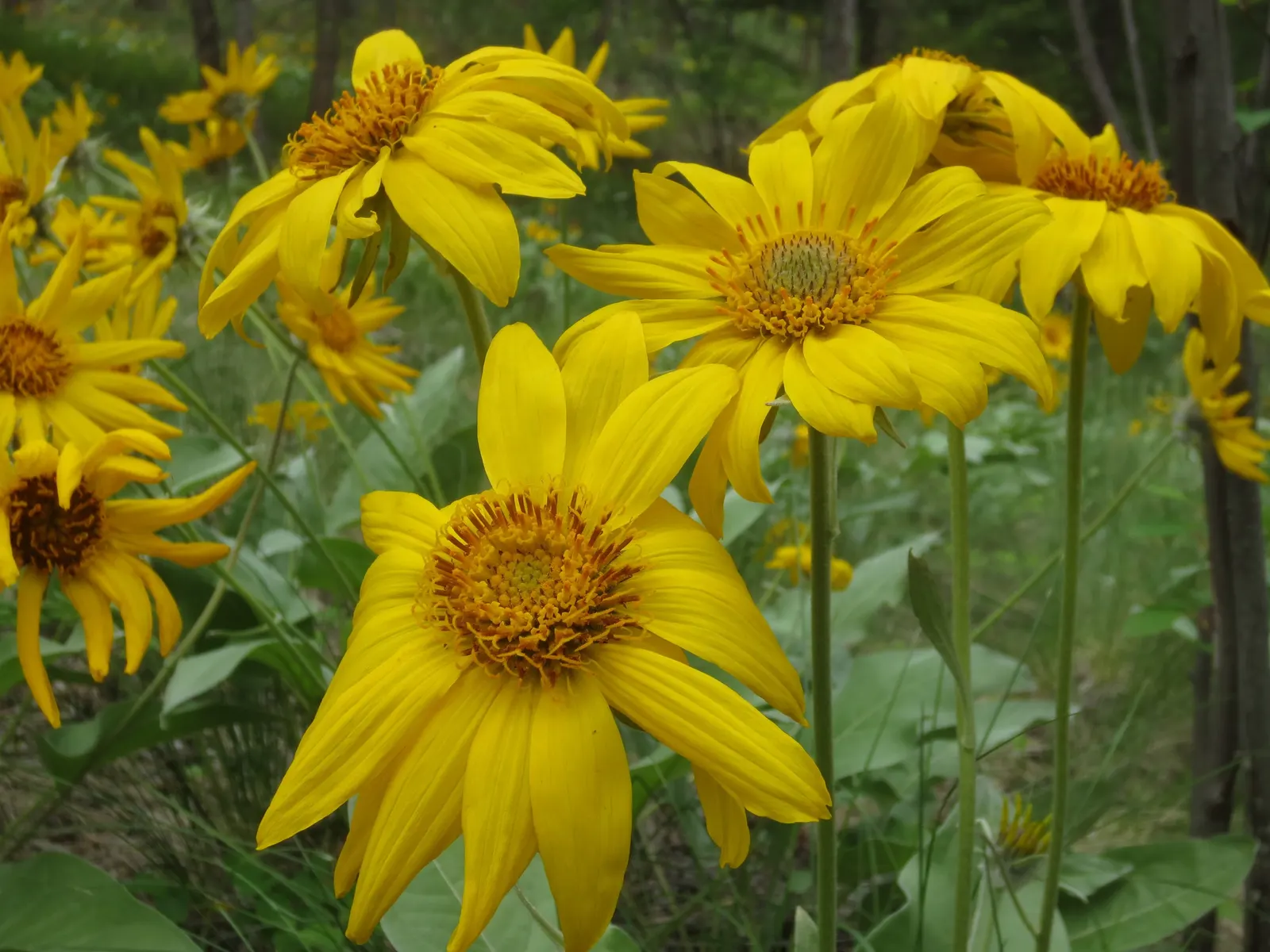 Arrowleaf Balsamroot. (Balsamorhiza Sagittata) — often stretching several feet into the soil; the leaves can grow up to a striking 12 inches long and 6 inches