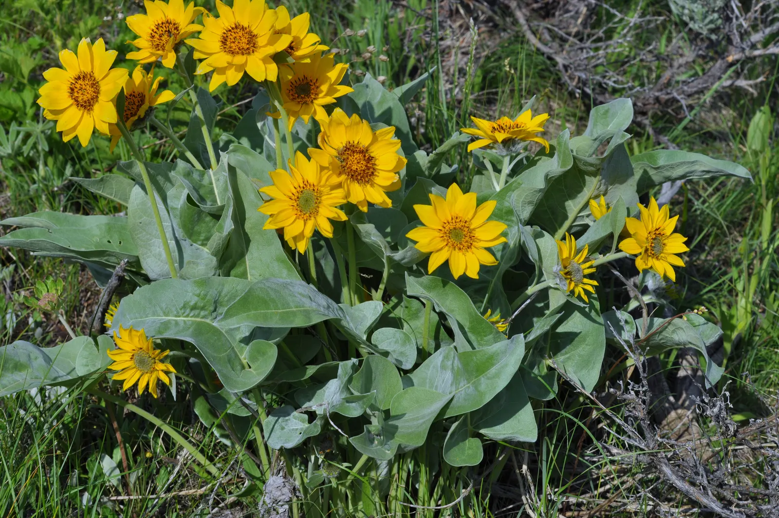 Arrowleaf Balsamroot. (Balsamorhiza Sagittata) — making it a sustainable addition to any garden