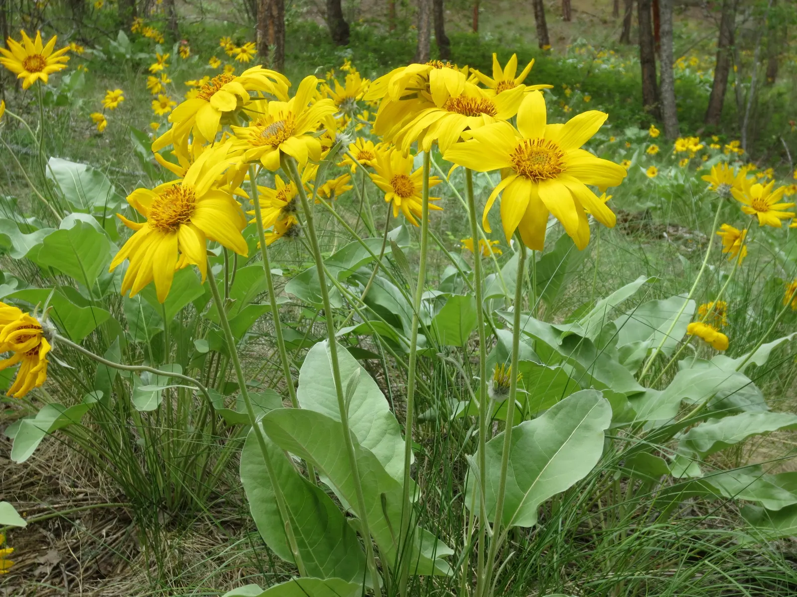 Arrowleaf Balsamroot. (Balsamorhiza Sagittata) — The foliage of the Arrowleaf Balsamroot is equally eye-catching with its broad; atop stems, image 74